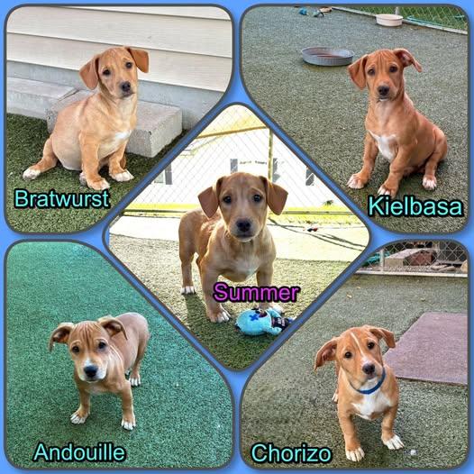 Enlarge Sausage litter - puppies 4 male 1 female, a Adopted mixed breed in Traverse City, MI image 1/1