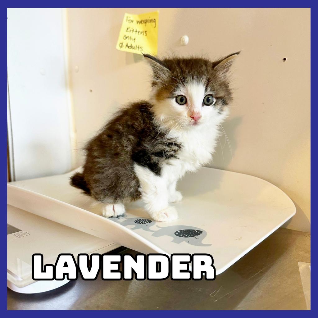Lavender, Adoptable, Kitten Female Domestic Medium Hair.