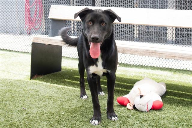 SHY RONNIE, Adoptable, Young Male Border Collie & Mixed Breed.
