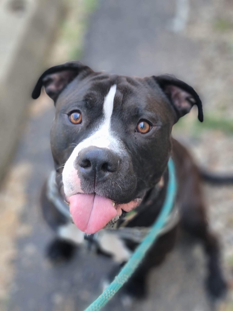 Maximus, a Adoptable mixed breed in Elgin, IL image 3/6