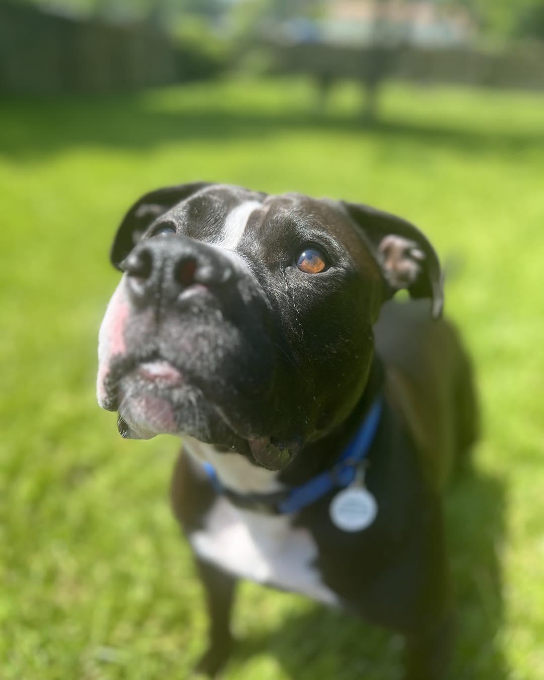 Maximus, Adult Male American Bully