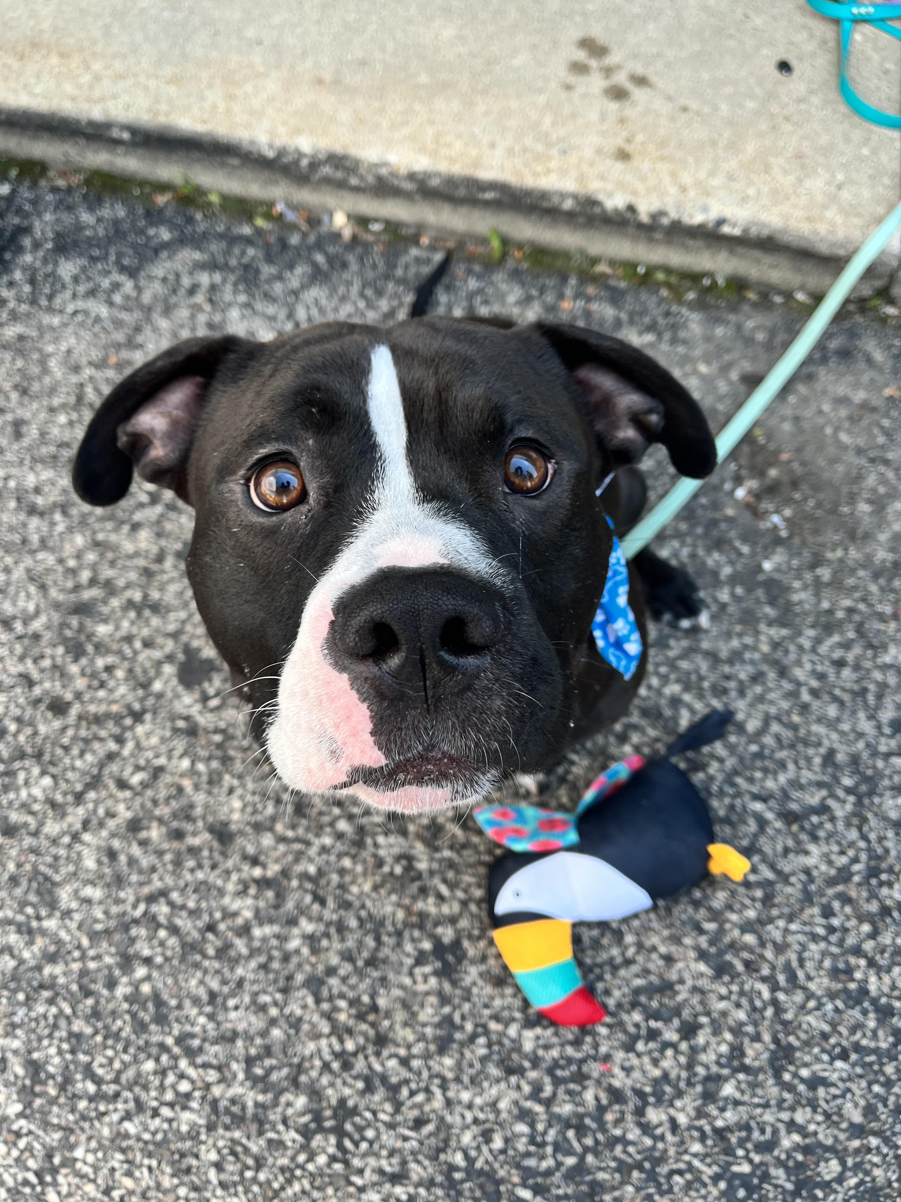Maximus, an adoptable American Bully, Pit Bull Terrier in Elgin, IL, 60120 | Photo Image 3