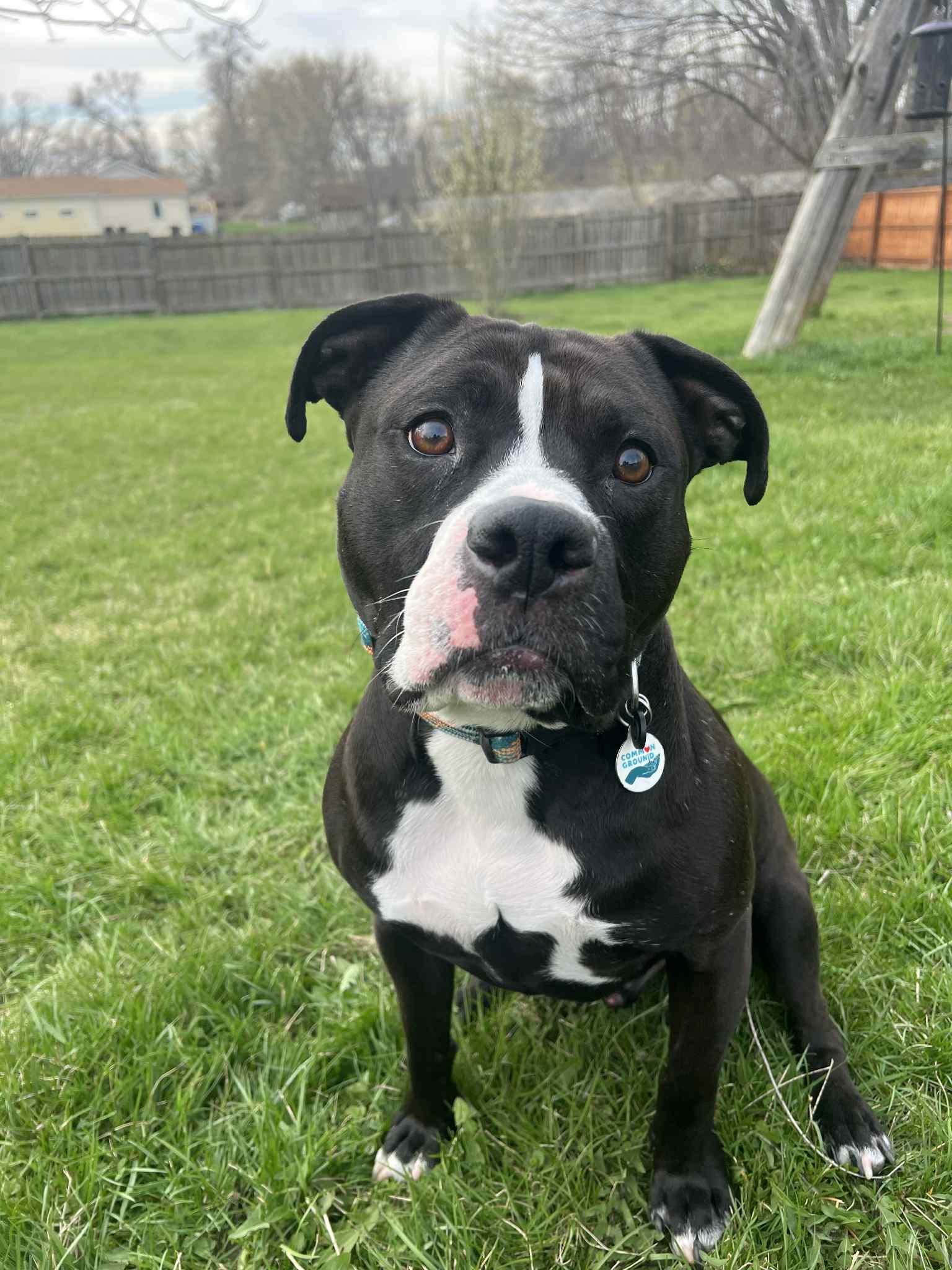 Maximus, a Adoptable mixed breed in Elgin, IL image 6/6