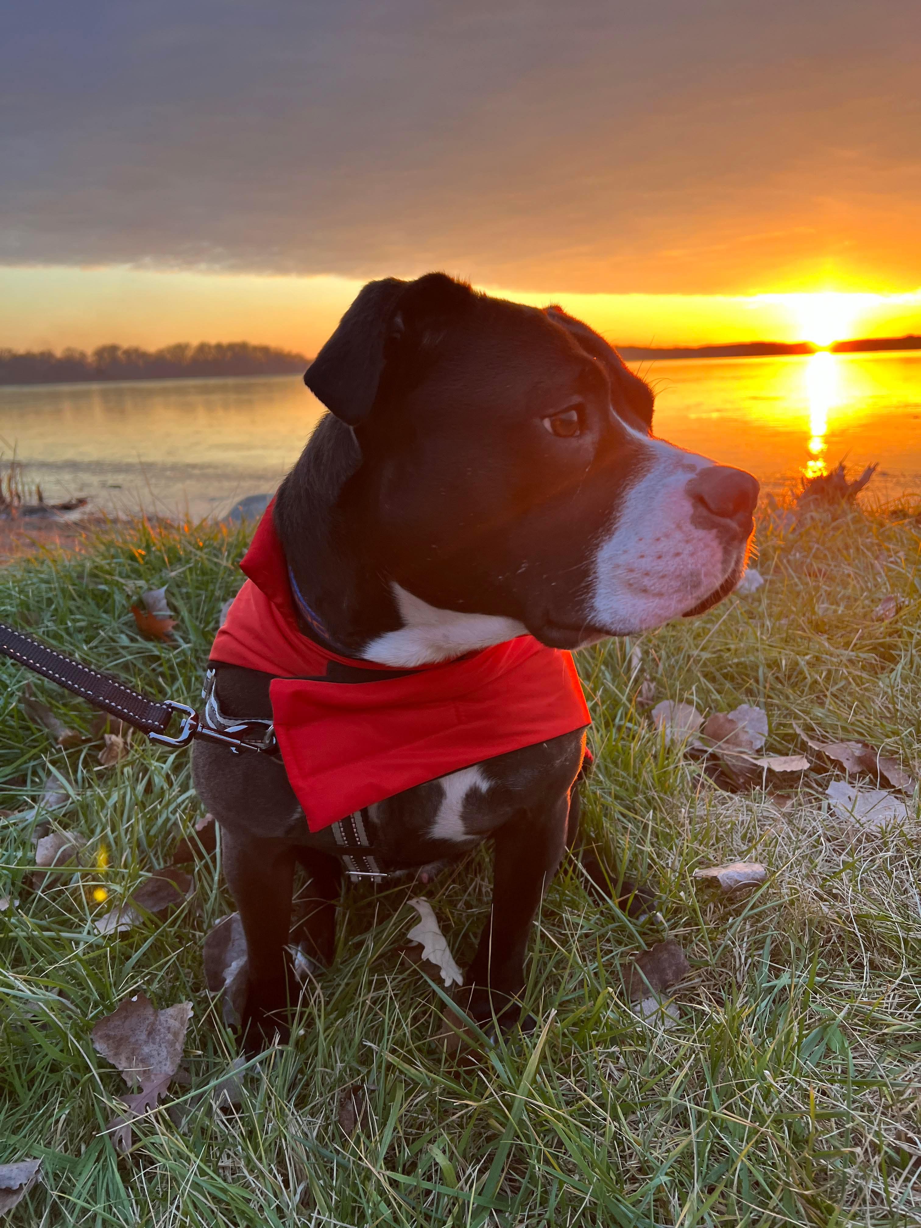 Maximus, Adoptable, Adult Male American Bully & Pit Bull Terrier.