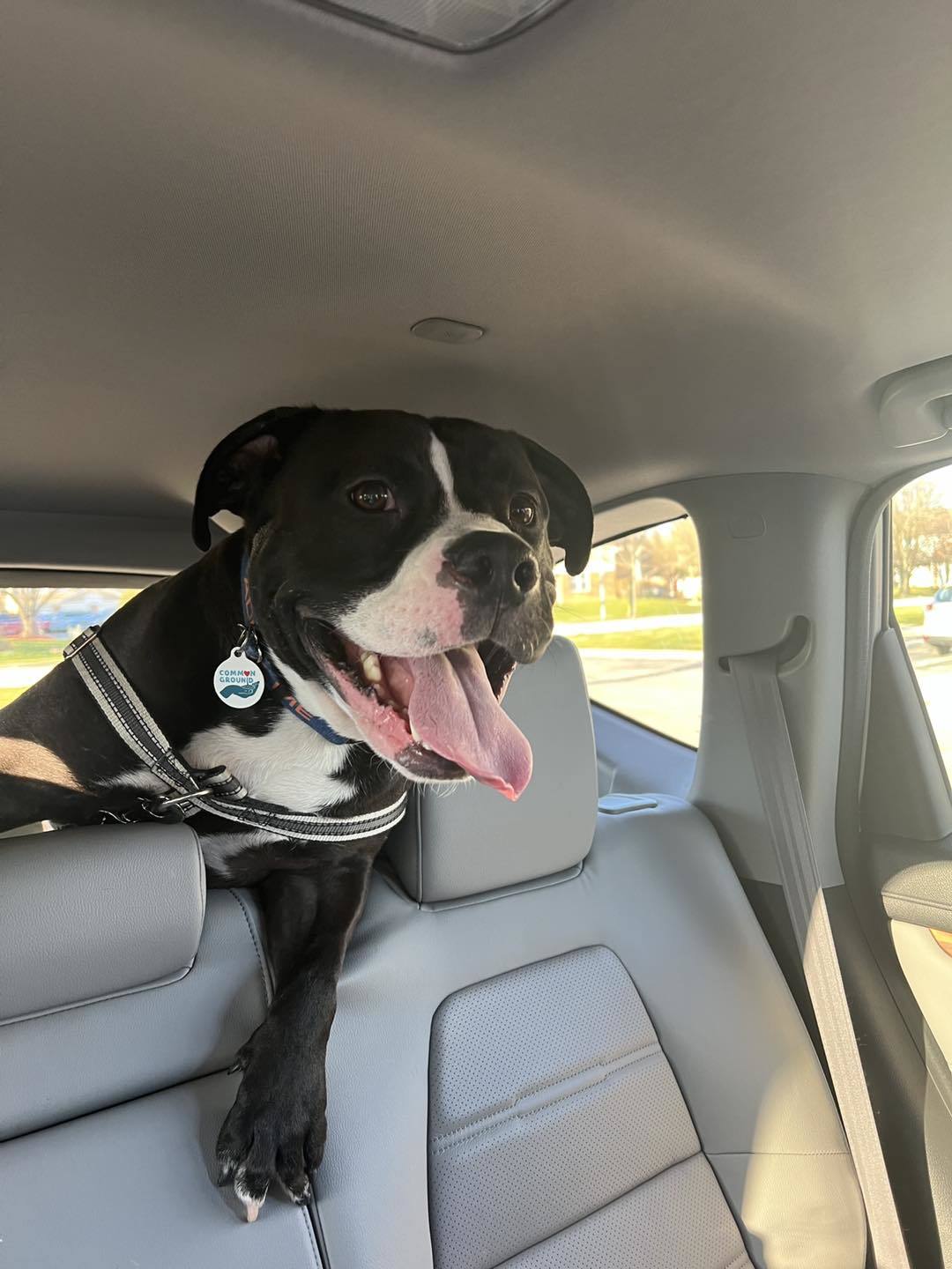 Maximus, an adoptable American Bully, Pit Bull Terrier in Elgin, IL, 60120 | Photo Image 4