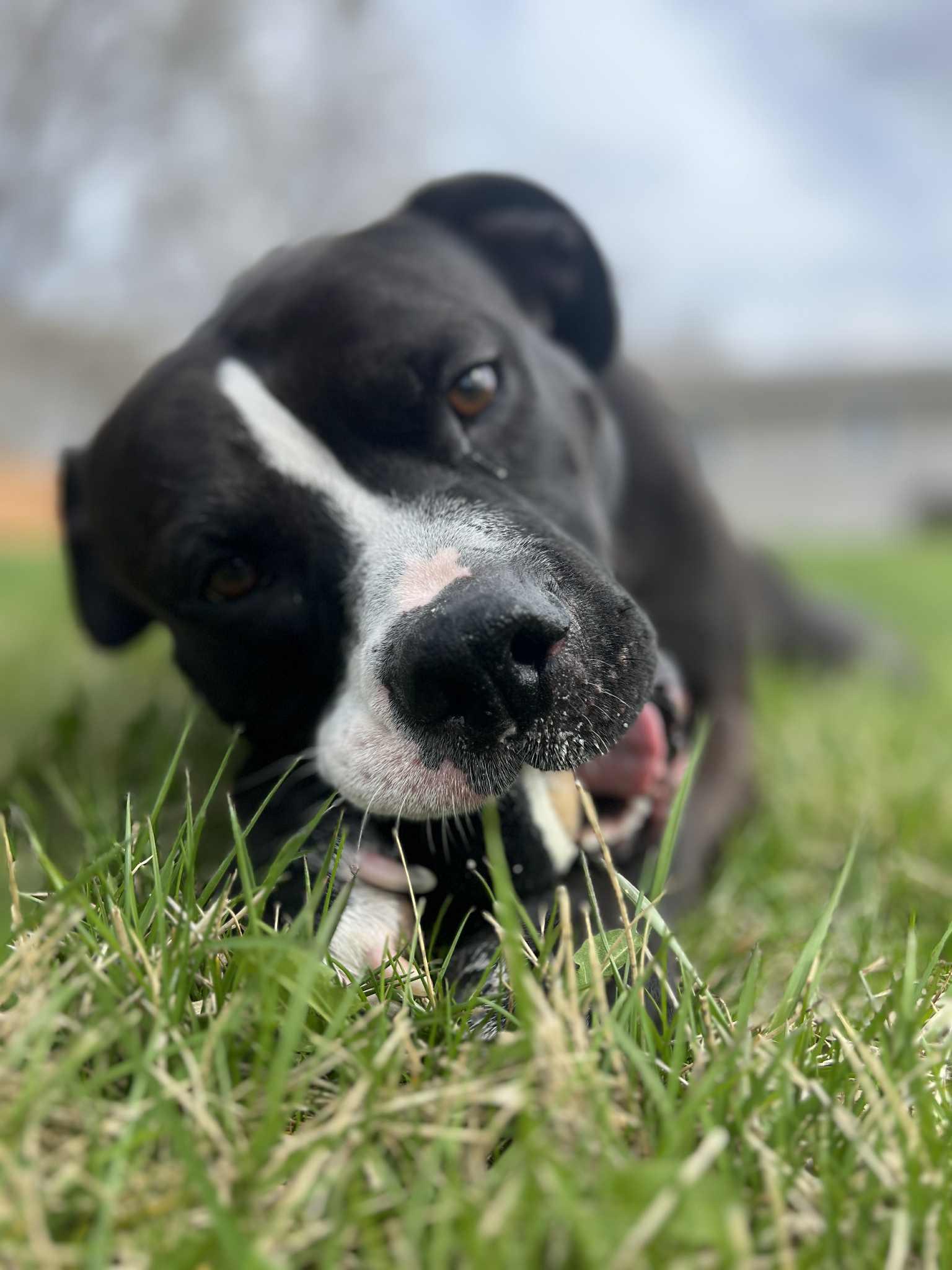 Maximus, a Adoptable mixed breed in Elgin, IL image 5/6