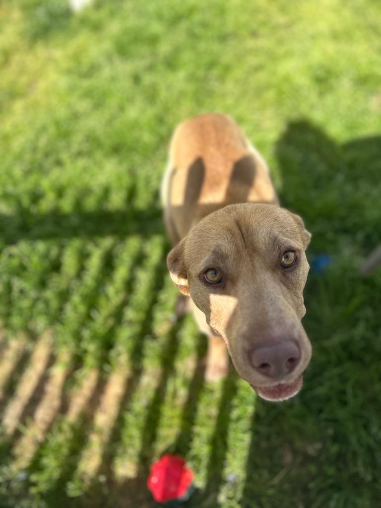Enlarge Hally, a Adoptable mixed breed in Mount Gilead, NC image 1/4