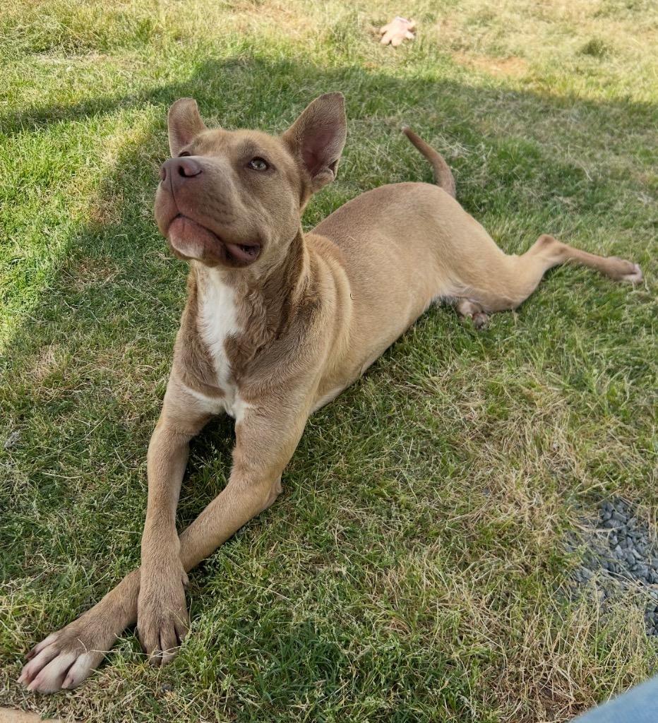 Enlarge Hally, a Adoptable mixed breed in Mount Gilead, NC image 2/4