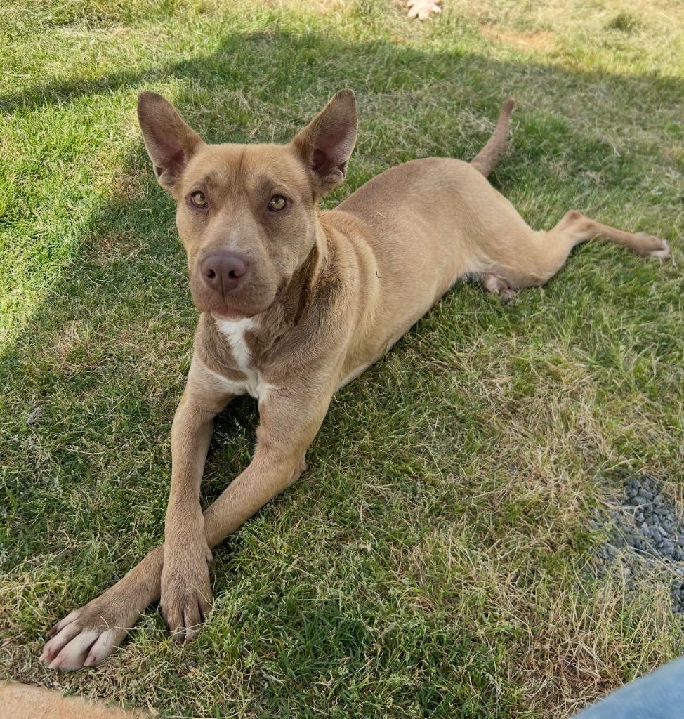 Enlarge Hally, a Adoptable mixed breed in Mount Gilead, NC image 3/4