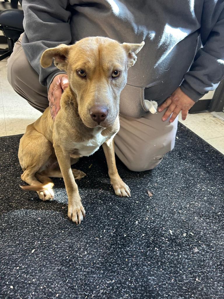 Enlarge Hally, a Adoptable mixed breed in Mount Gilead, NC image 1/1