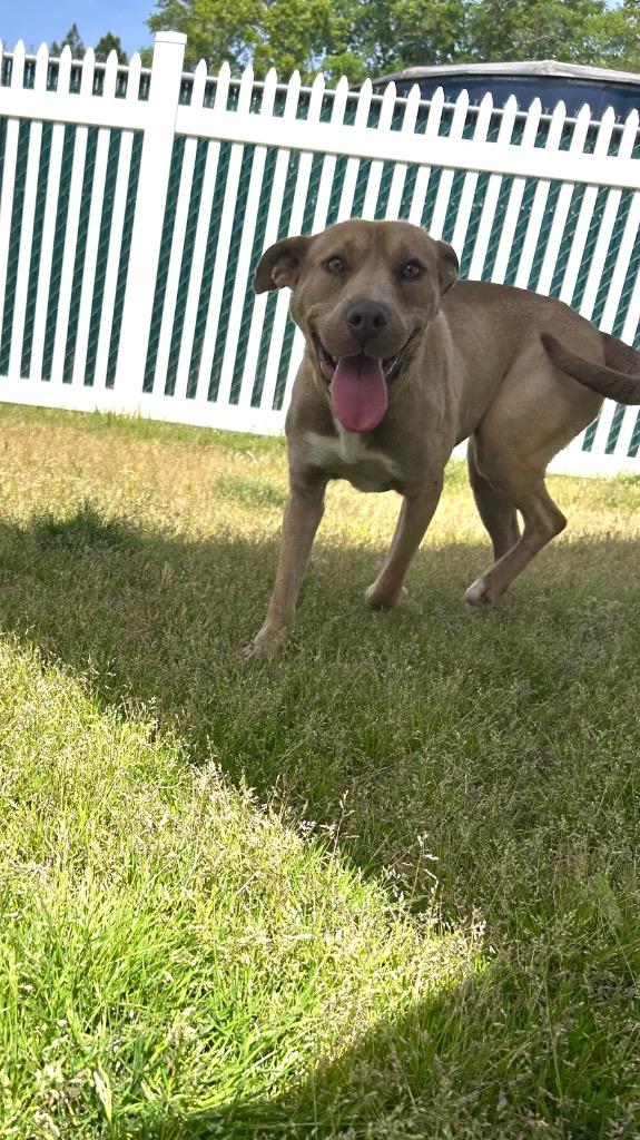 Enlarge Hally, a Adoptable mixed breed in Mount Gilead, NC image 4/4