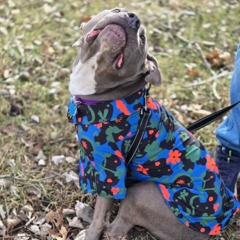 Tyke, Adoptable, Adult Male Pit Bull Terrier & Mixed Breed.