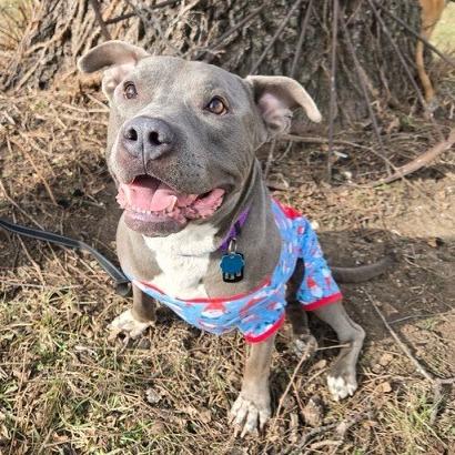 Enlarge Tyke, a Adoptable mixed breed in Kansas City, MO image 6/6