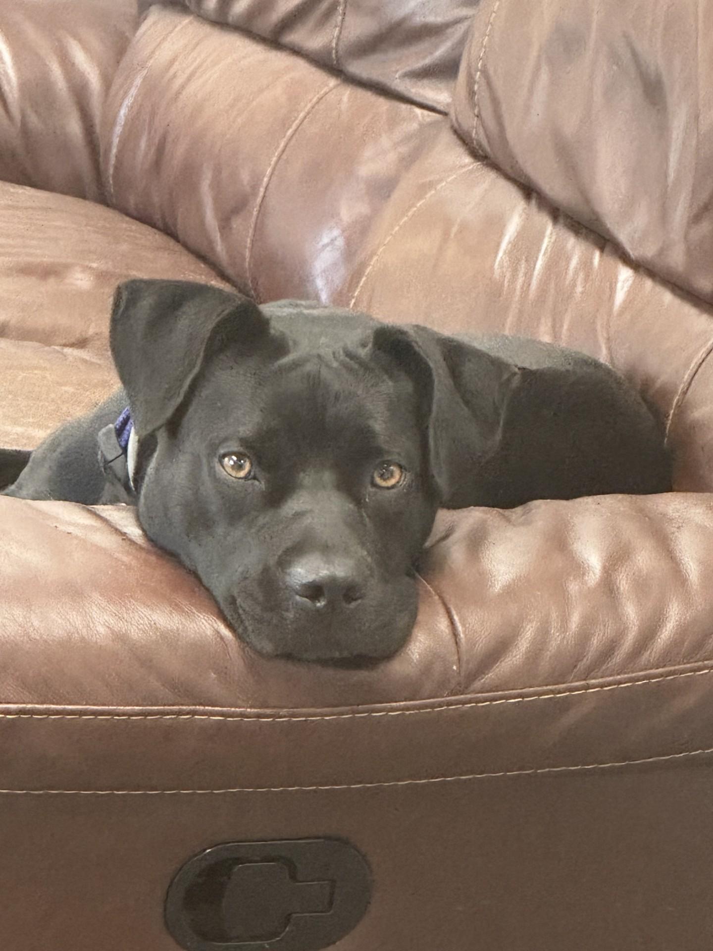 Raven, Adult Female Black Labrador Retriever