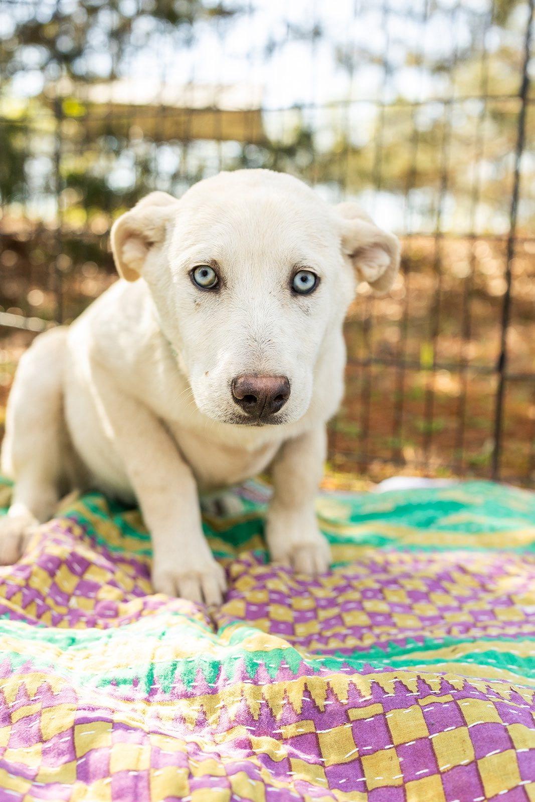 BONNIE, a ADOPTABLE mixed breed in Newborn, GA image 2/6