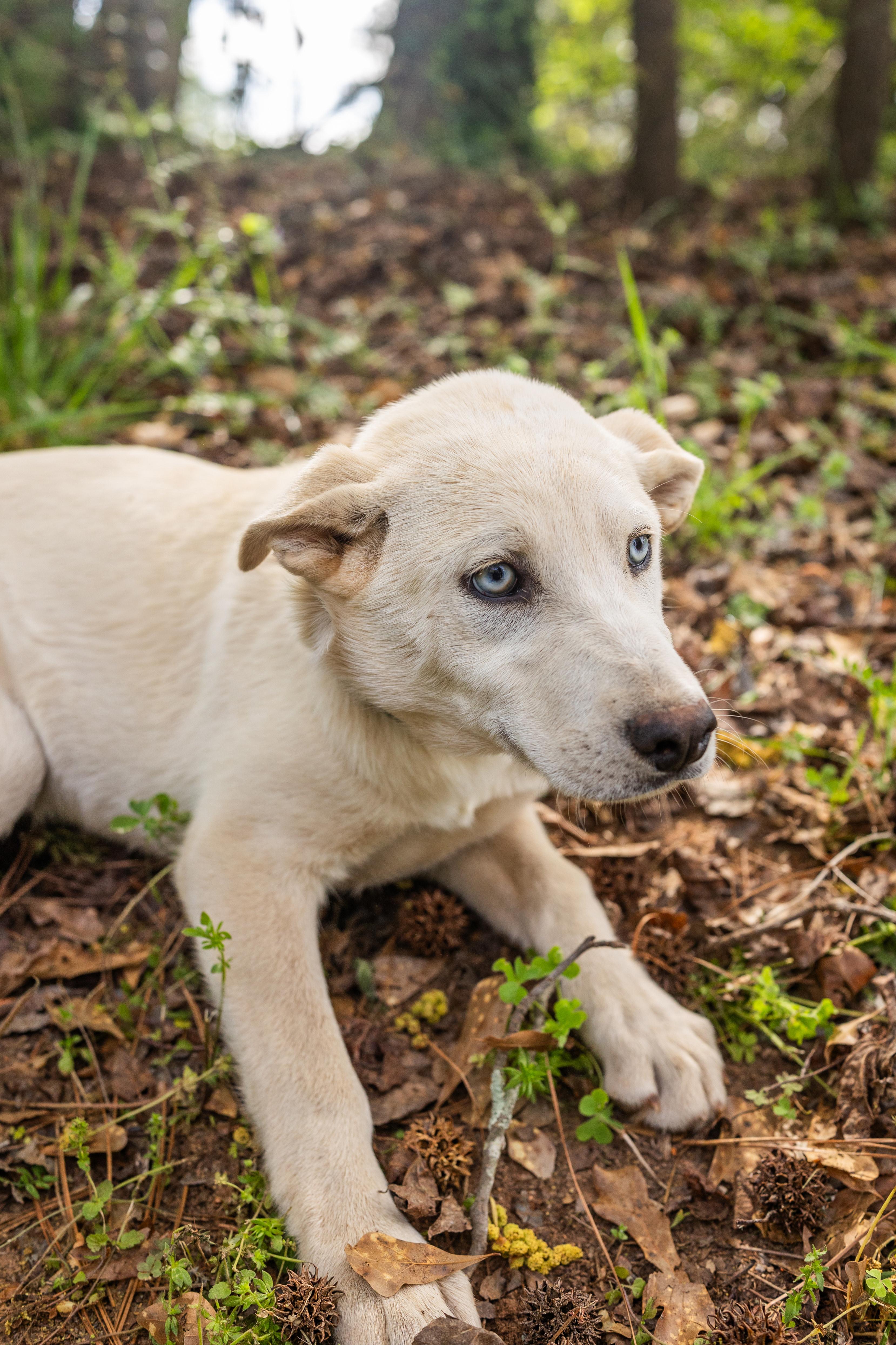 BONNIE, a ADOPTABLE mixed breed in Newborn, GA image 3/6