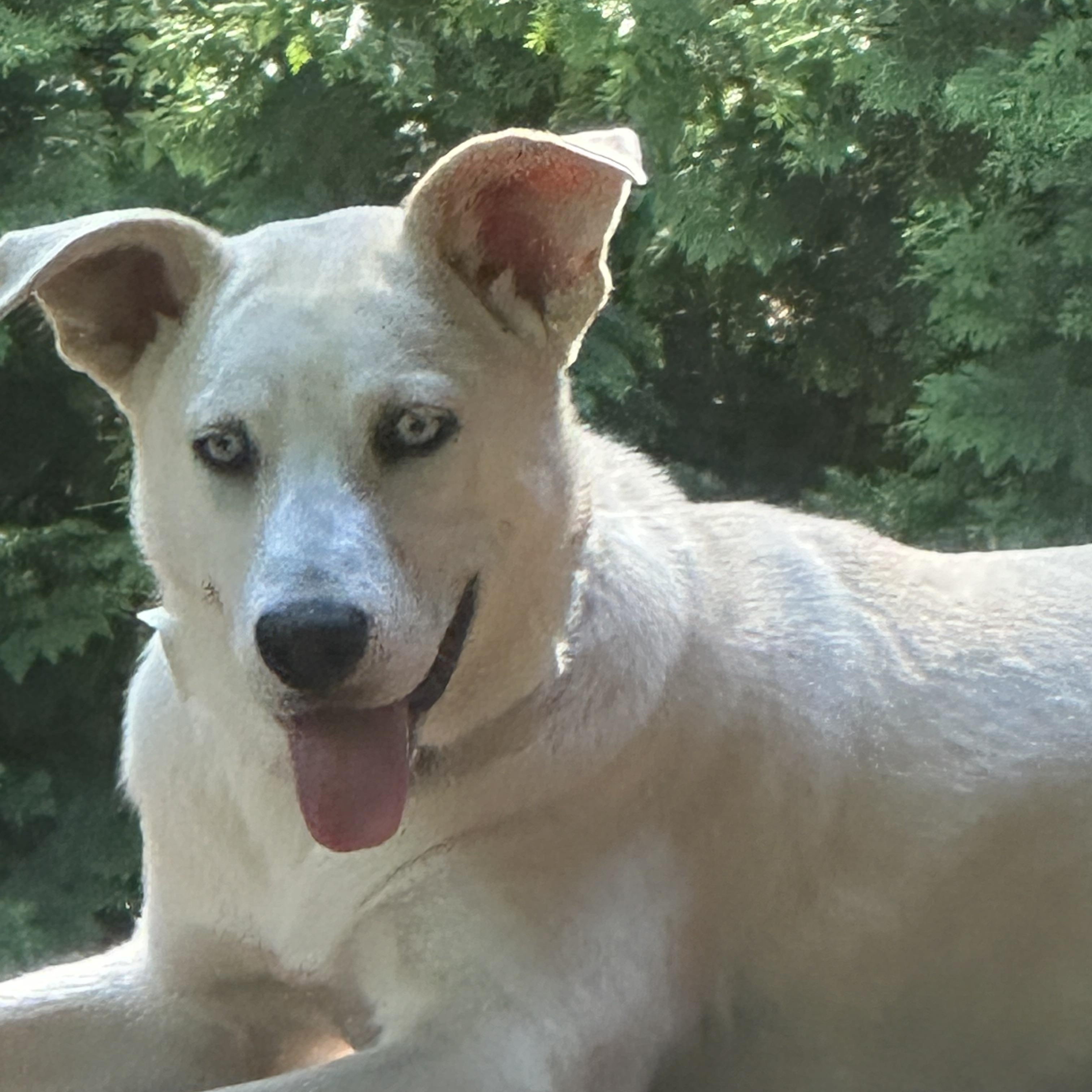 BONNIE, ADOPTABLE, Puppy Female Australian Shepherd.