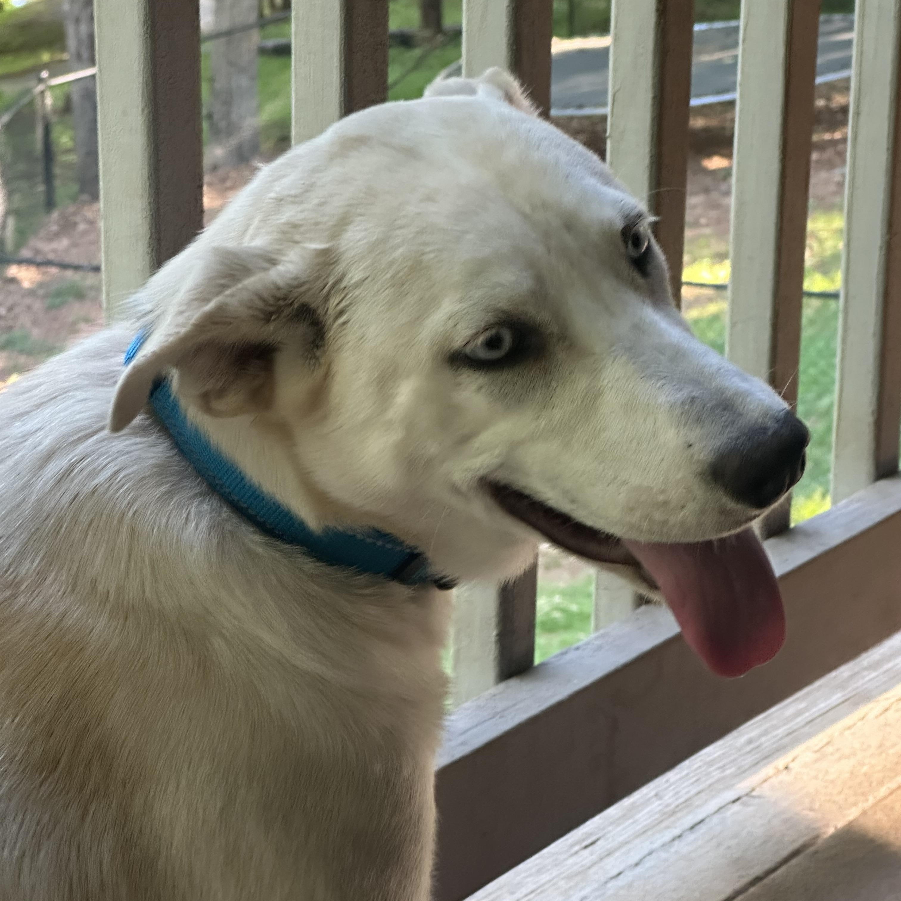 BONNIE, a ADOPTABLE mixed breed in Newborn, GA image 3/6
