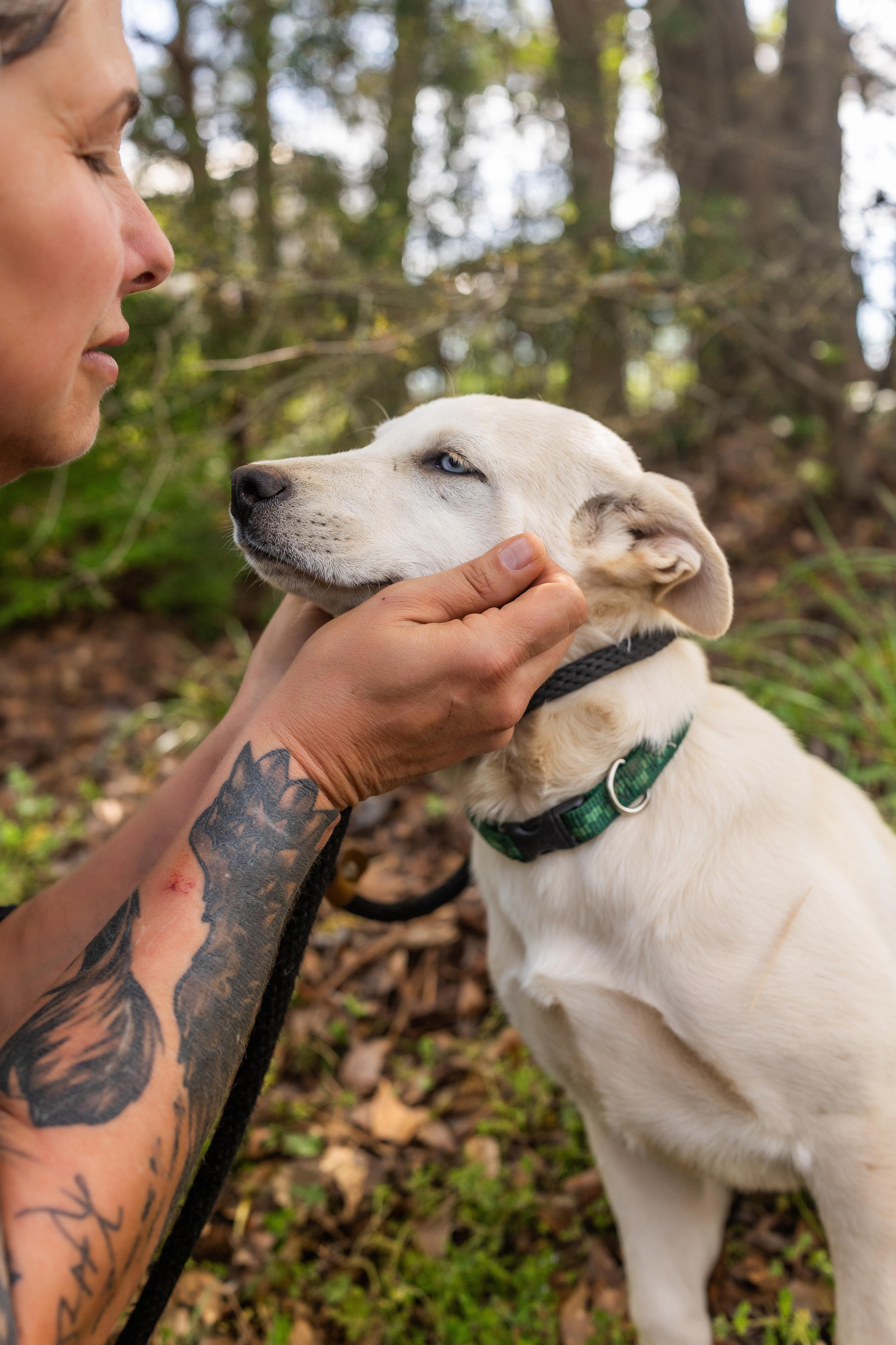BONNIE, a ADOPTABLE mixed breed in Newborn, GA image 6/6