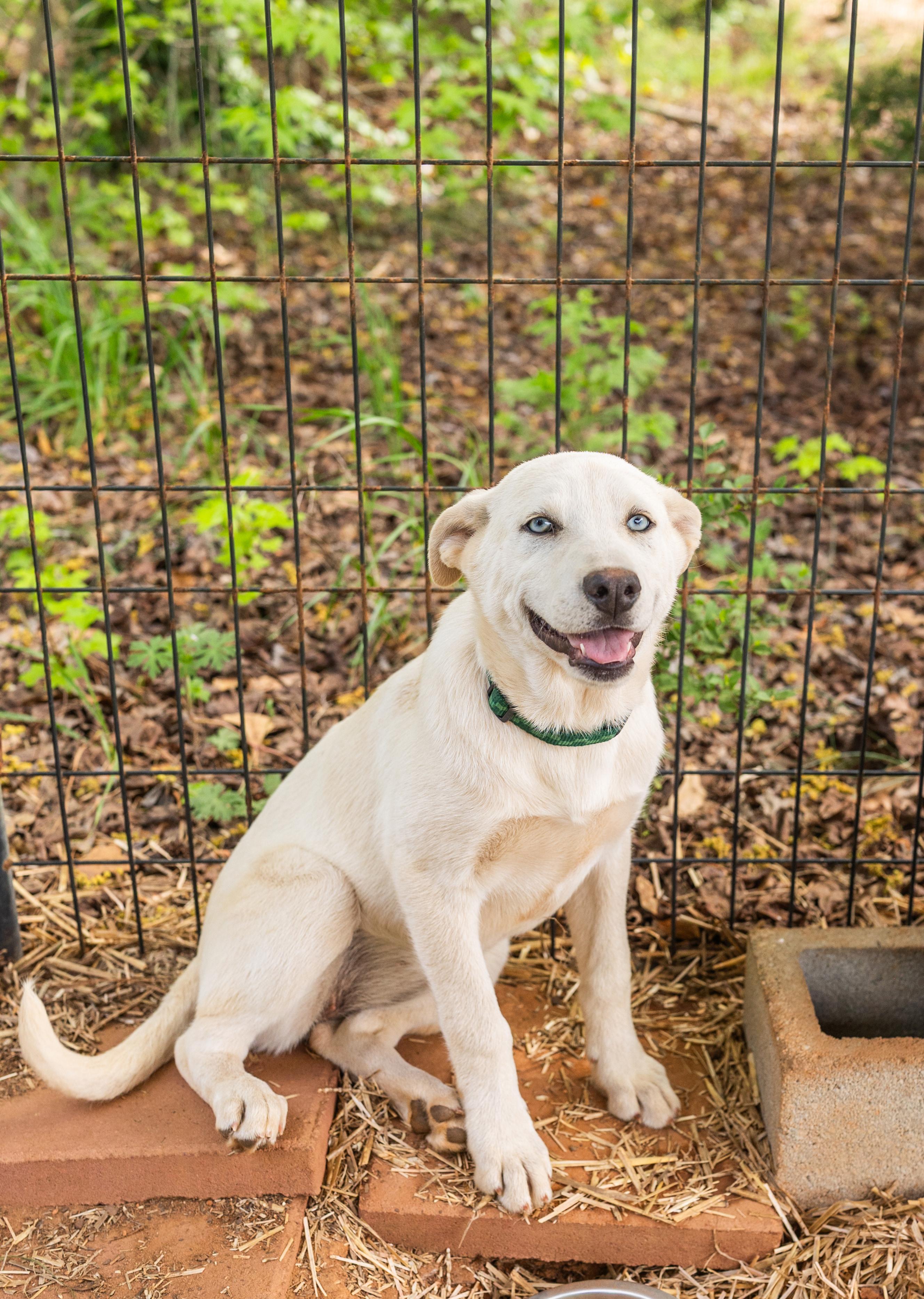BONNIE, a ADOPTABLE mixed breed in Newborn, GA image 1/6