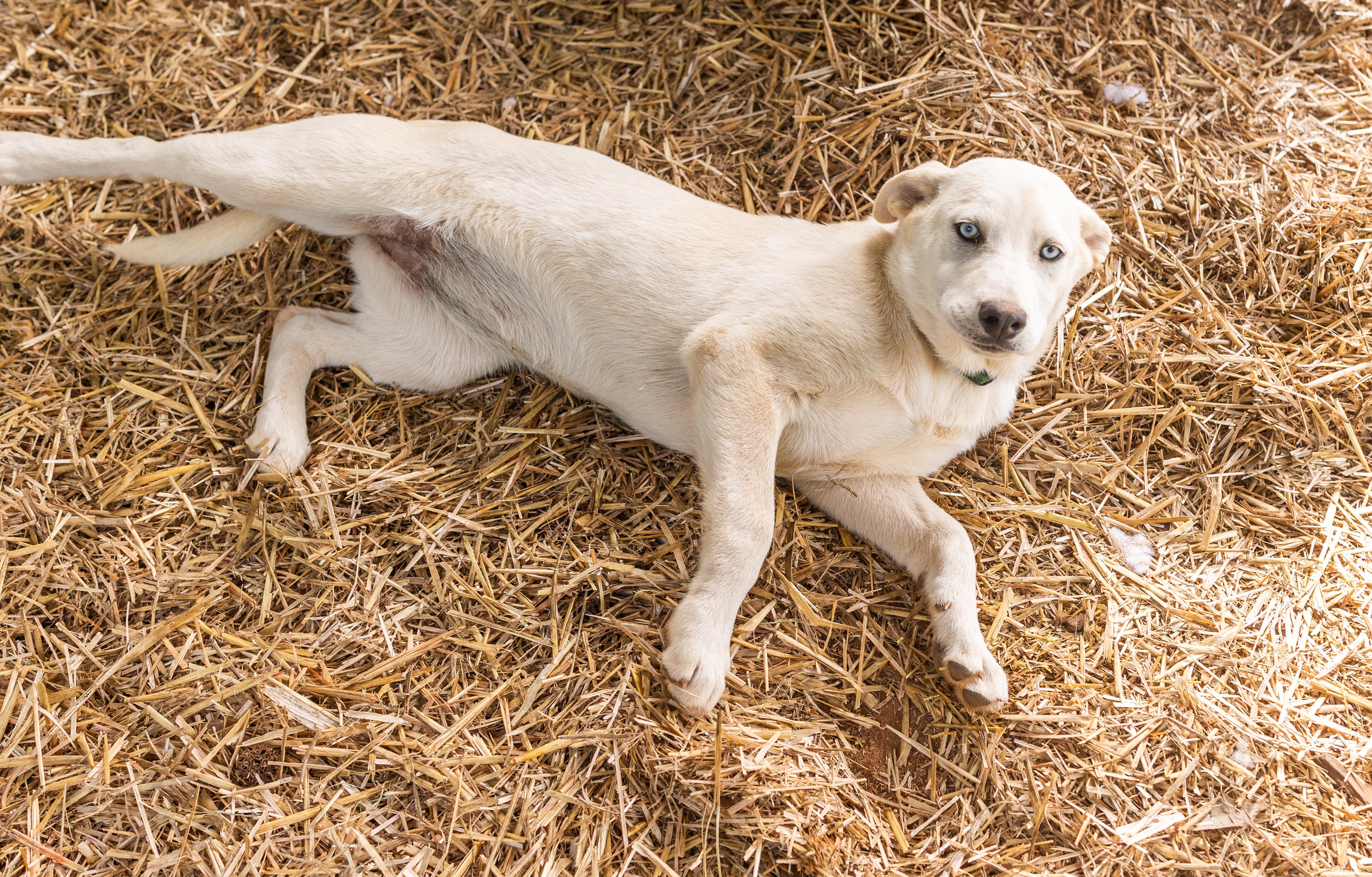 BONNIE, a ADOPTABLE mixed breed in Newborn, GA image 4/6