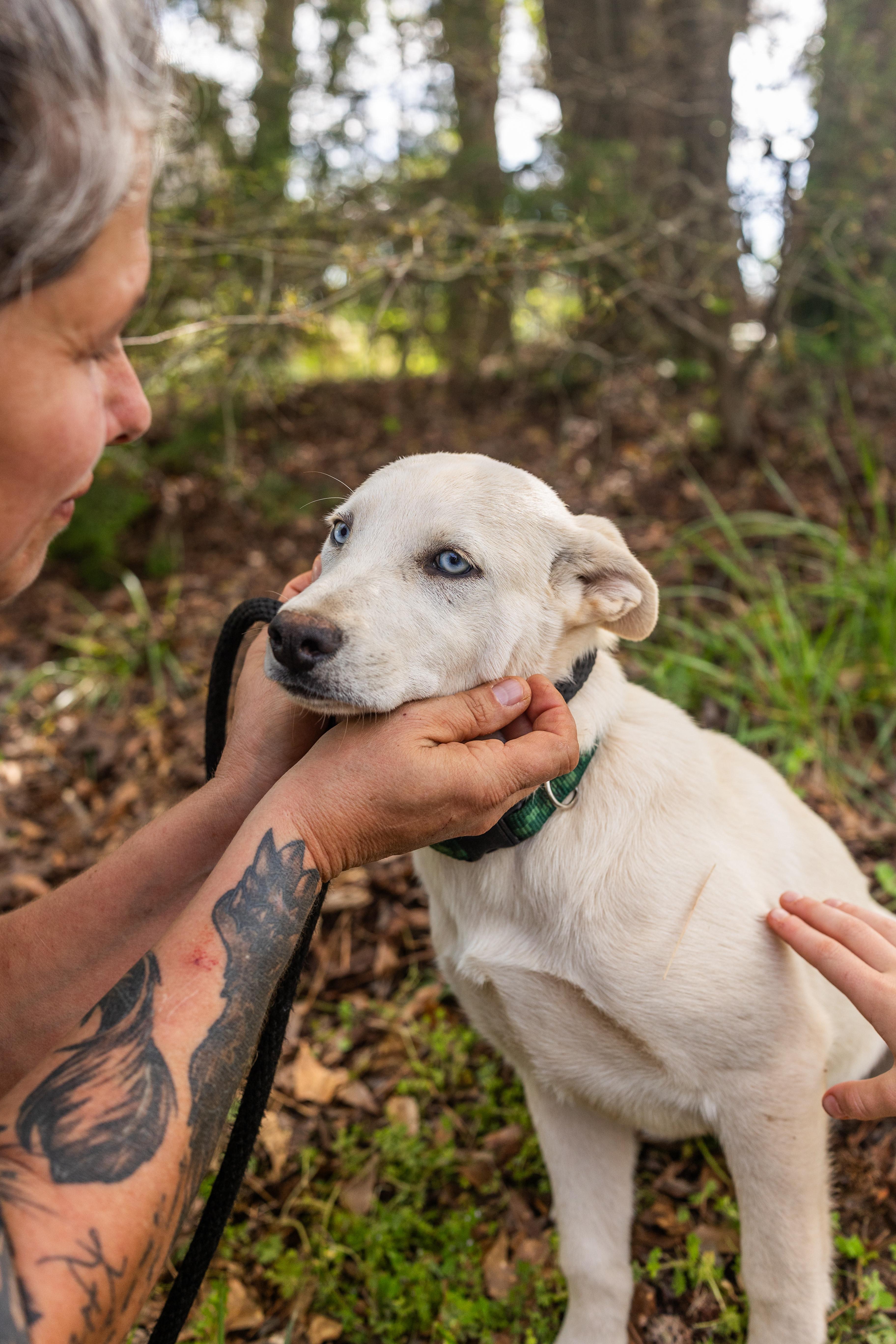 BONNIE, a ADOPTABLE mixed breed in Newborn, GA image 5/6