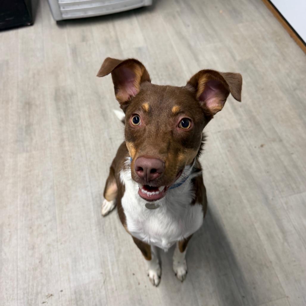 Ace, Adoptable, Young Male Australian Shepherd.