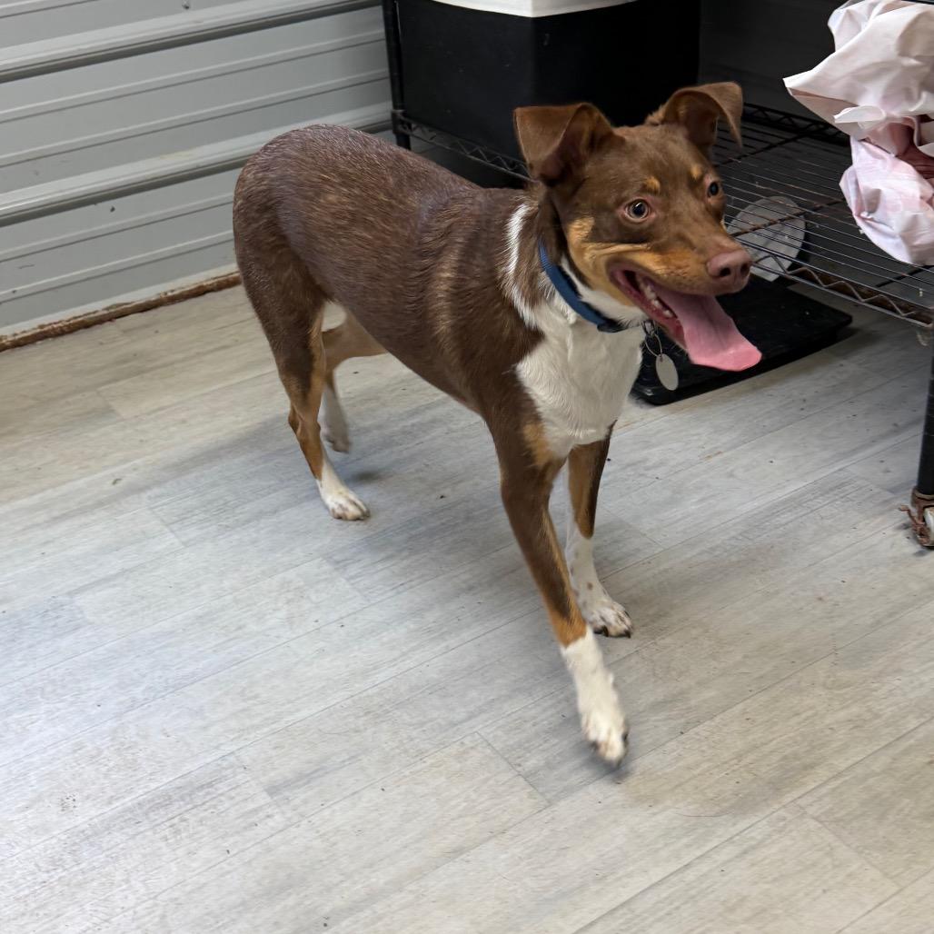 Ace, a Adoptable Australian Shepherd in Princeton, KY image 3/3