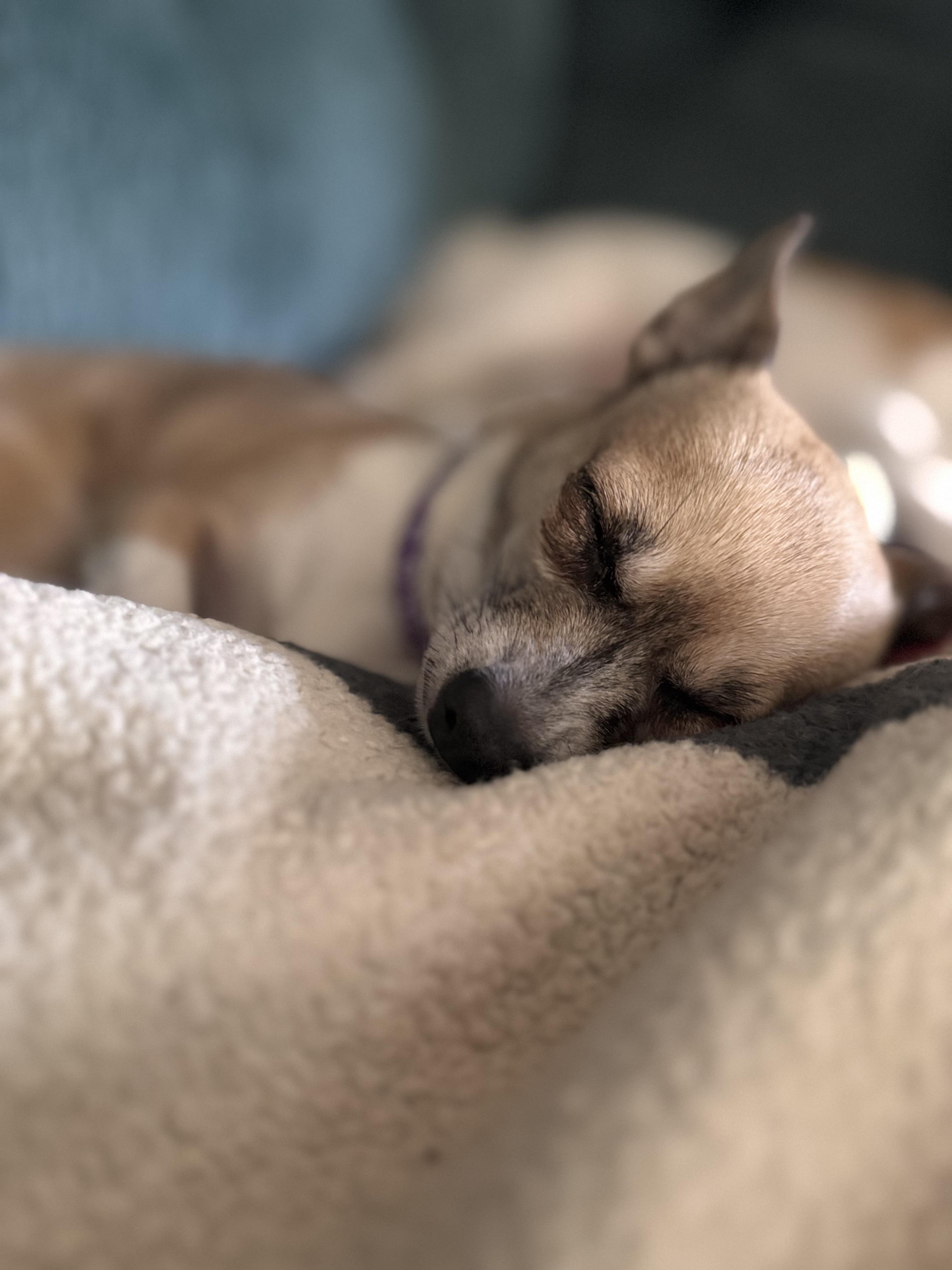 Enlarge Bella, a Adopted Chihuahua in Hartwell, GA image 2/3