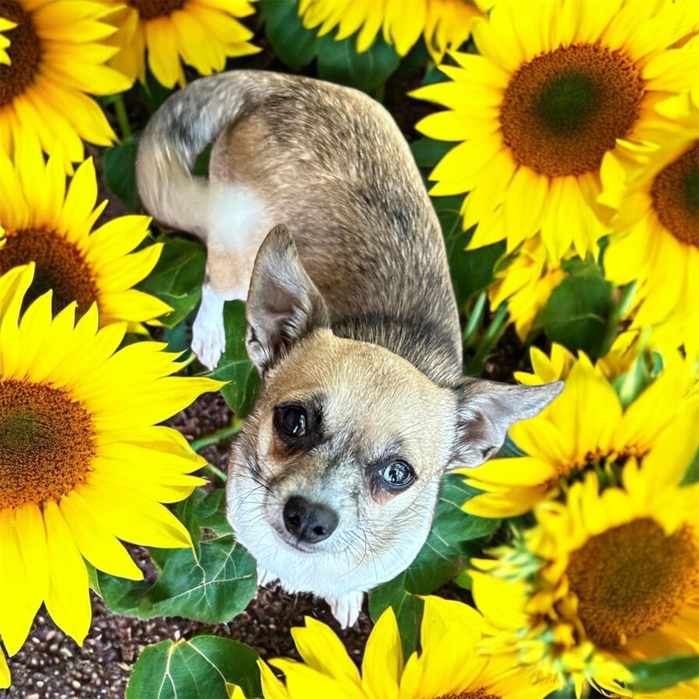 Enlarge Bella, a Adopted Chihuahua in Hartwell, GA image 3/3