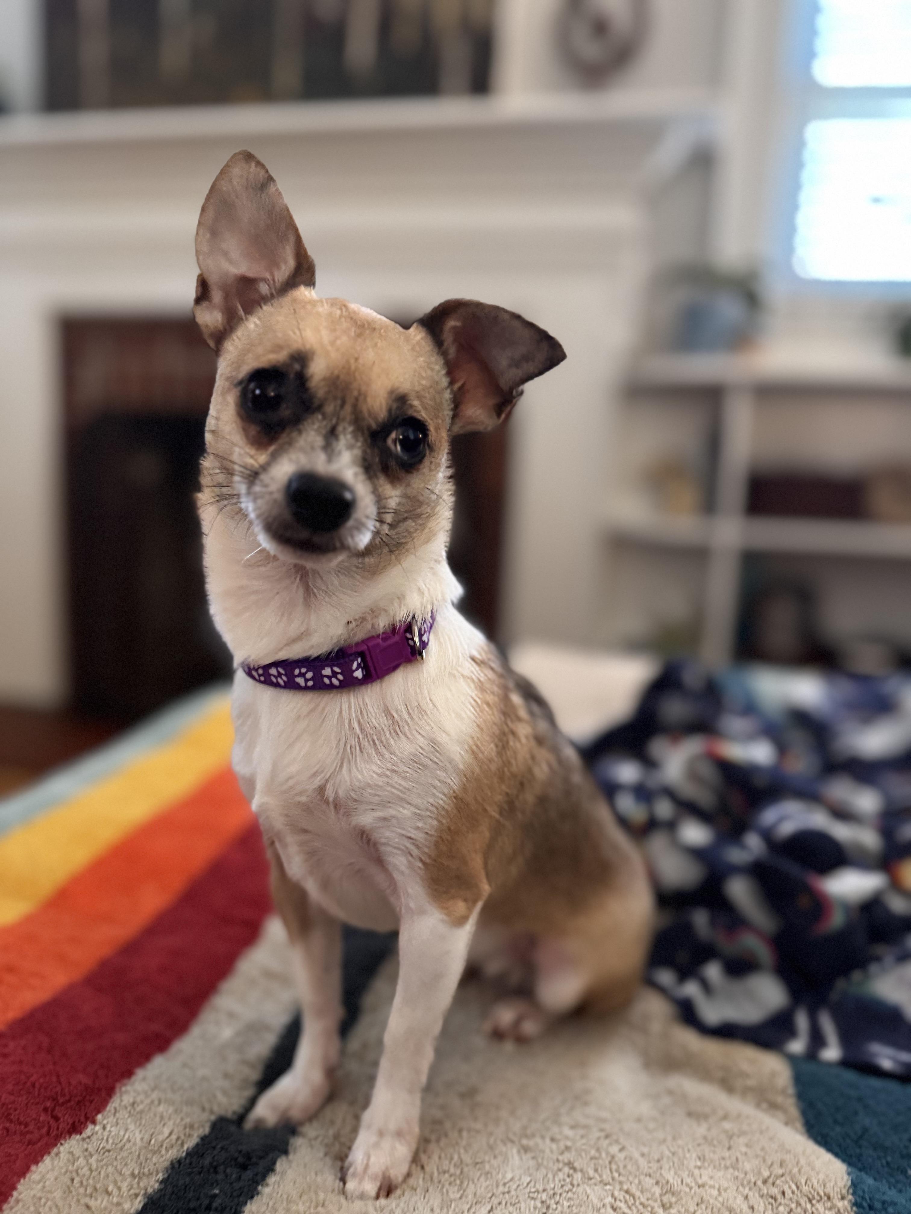 Enlarge Bella, a Adopted Chihuahua in Hartwell, GA image 1/3