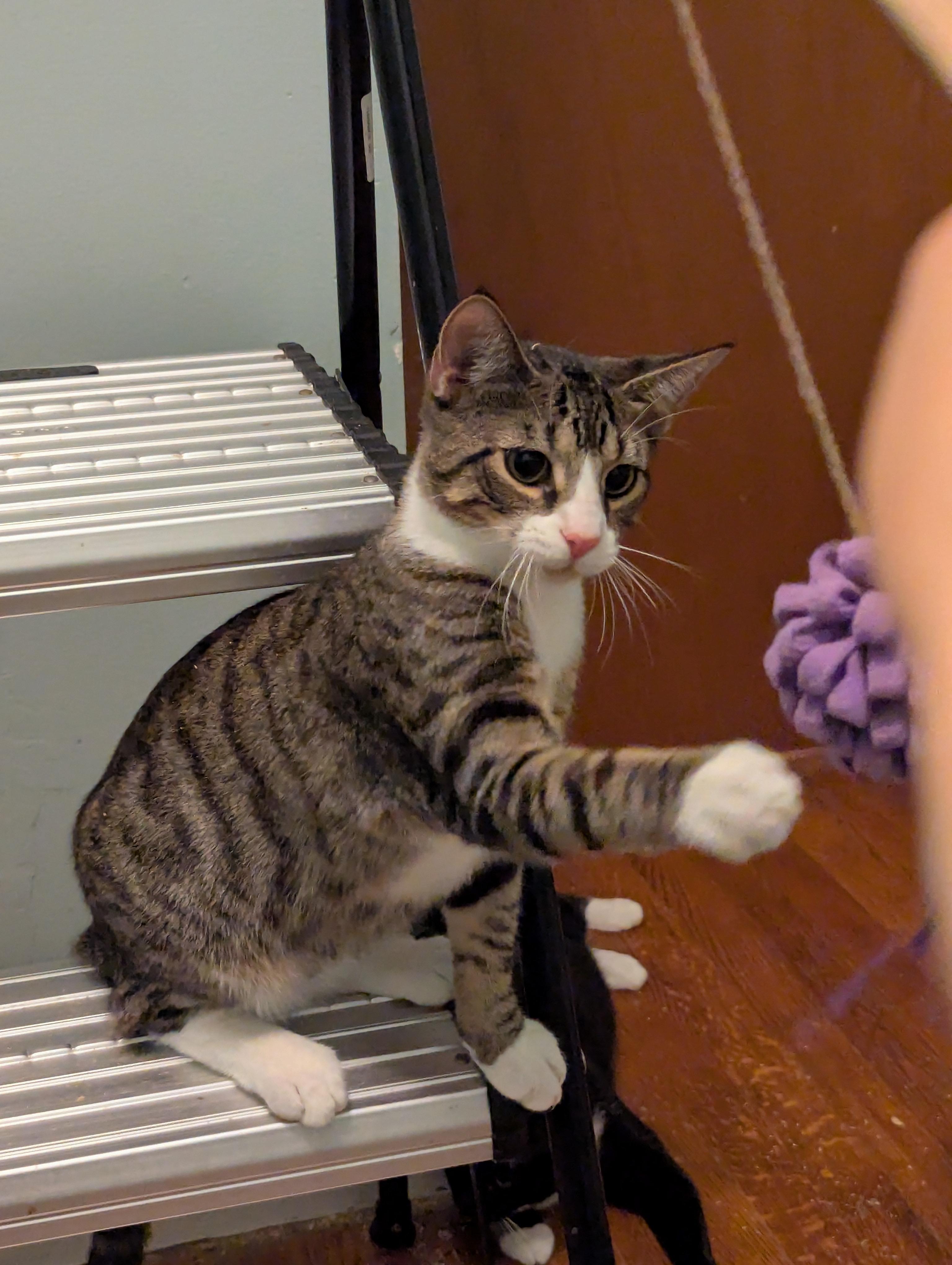 Enlarge Alex, a Adoptable Tabby in Syracuse, NY image 1/3