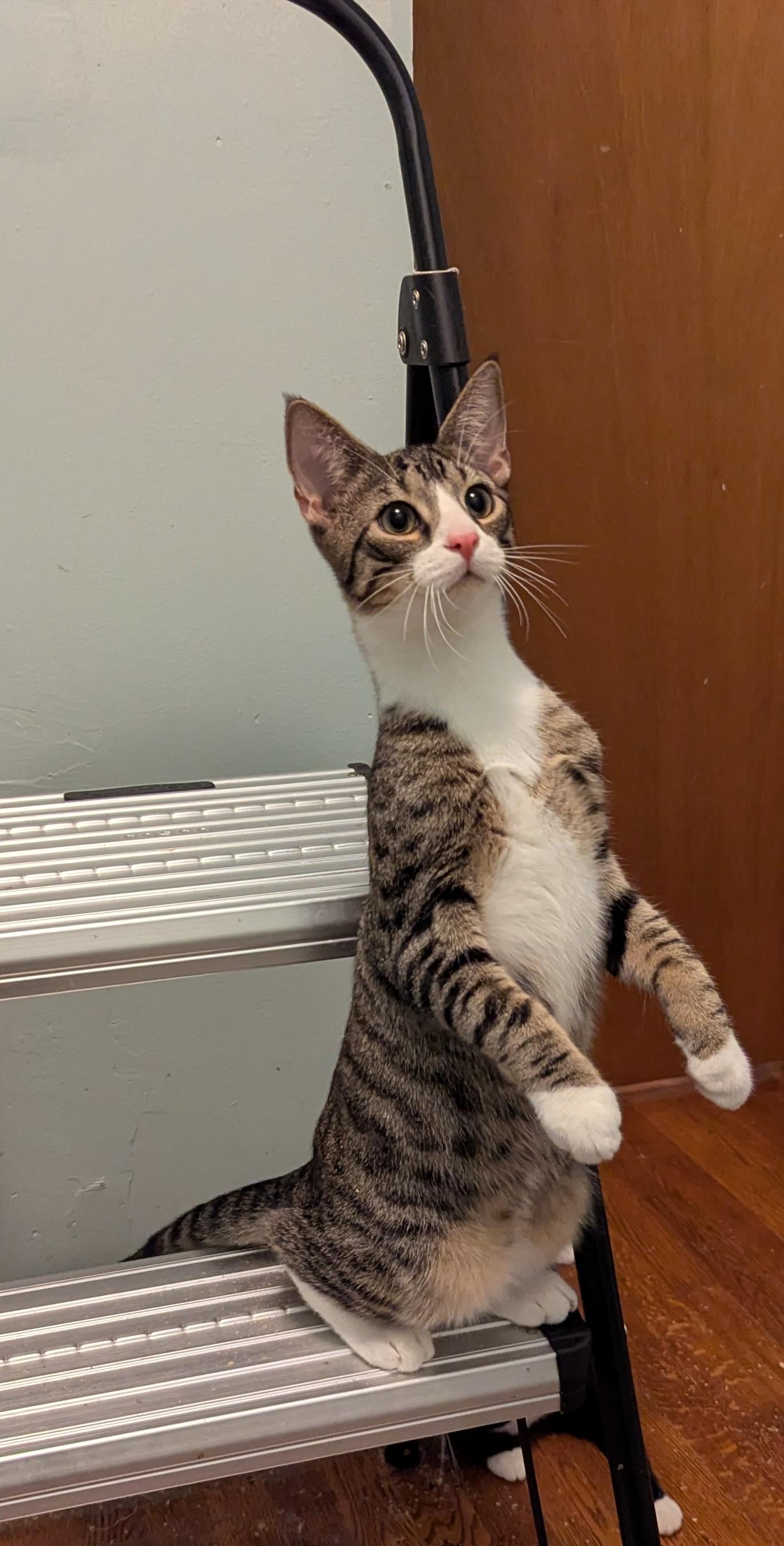 Enlarge Alex, a Adoptable Tabby in Syracuse, NY image 2/3