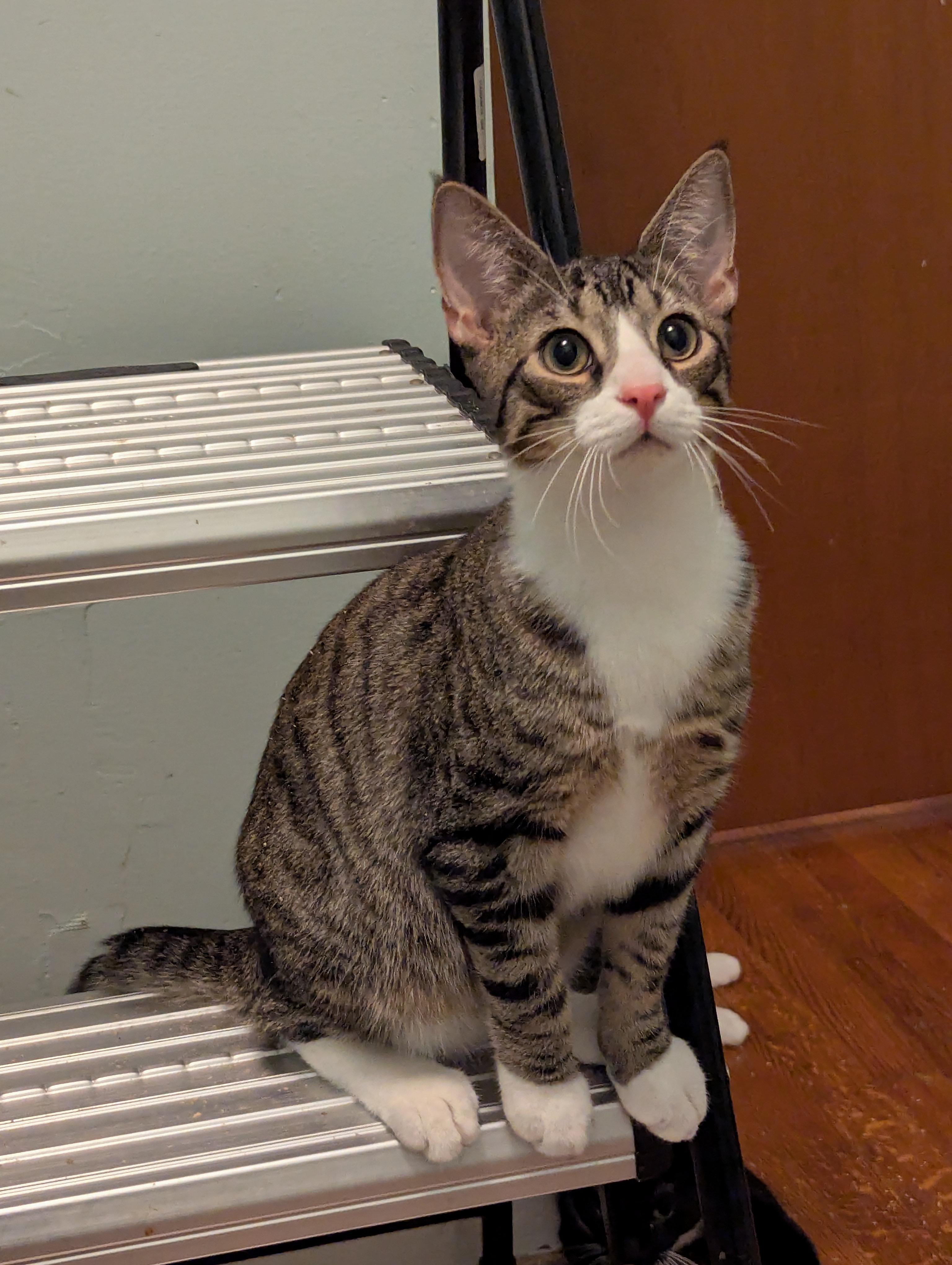 Enlarge Alex, a Adoptable Tabby in Syracuse, NY image 3/3