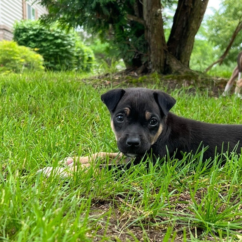 Whiskey, Adopted, Puppy Male Chihuahua & Chow Chow.
