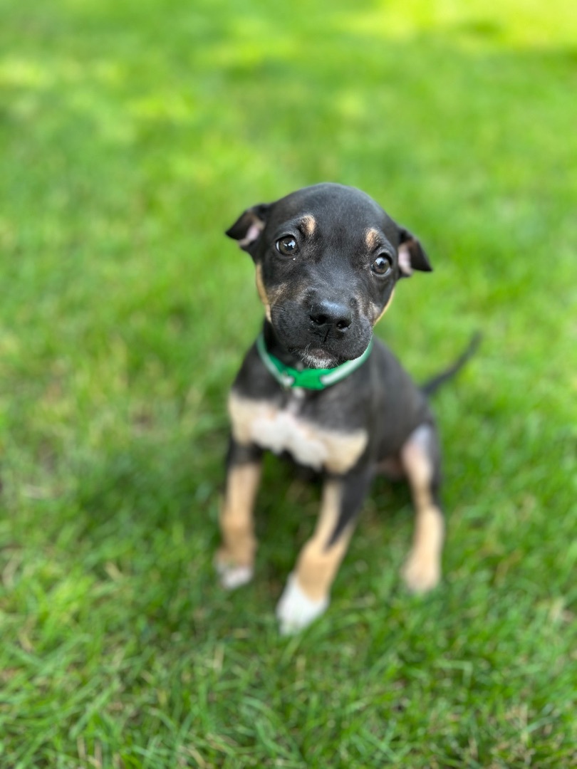 Enlarge Whiskey, a Adopted mixed breed in Hartland, MI image 2/14