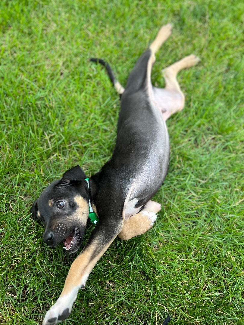 Enlarge Whiskey, a Adopted mixed breed in Hartland, MI image 3/14