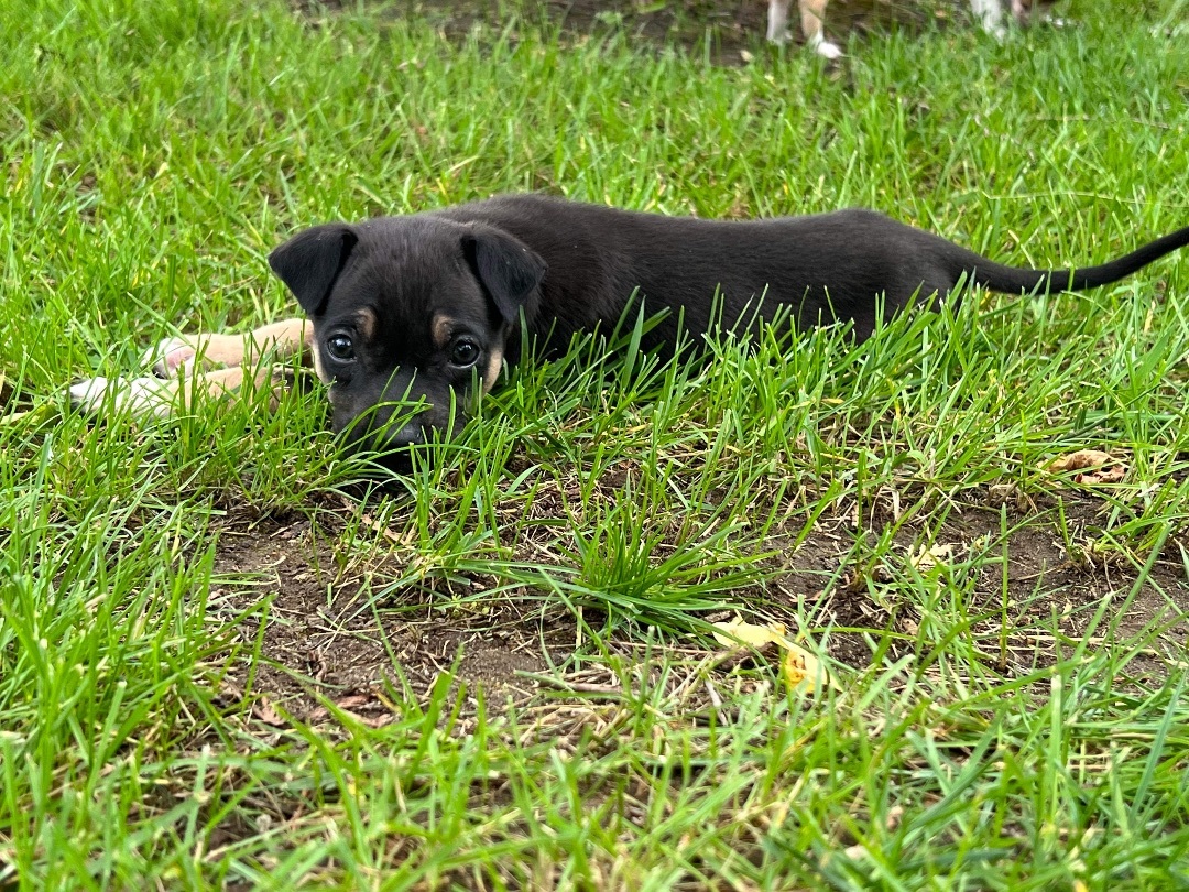 Enlarge Whiskey, a Adopted mixed breed in Hartland, MI image 4/14