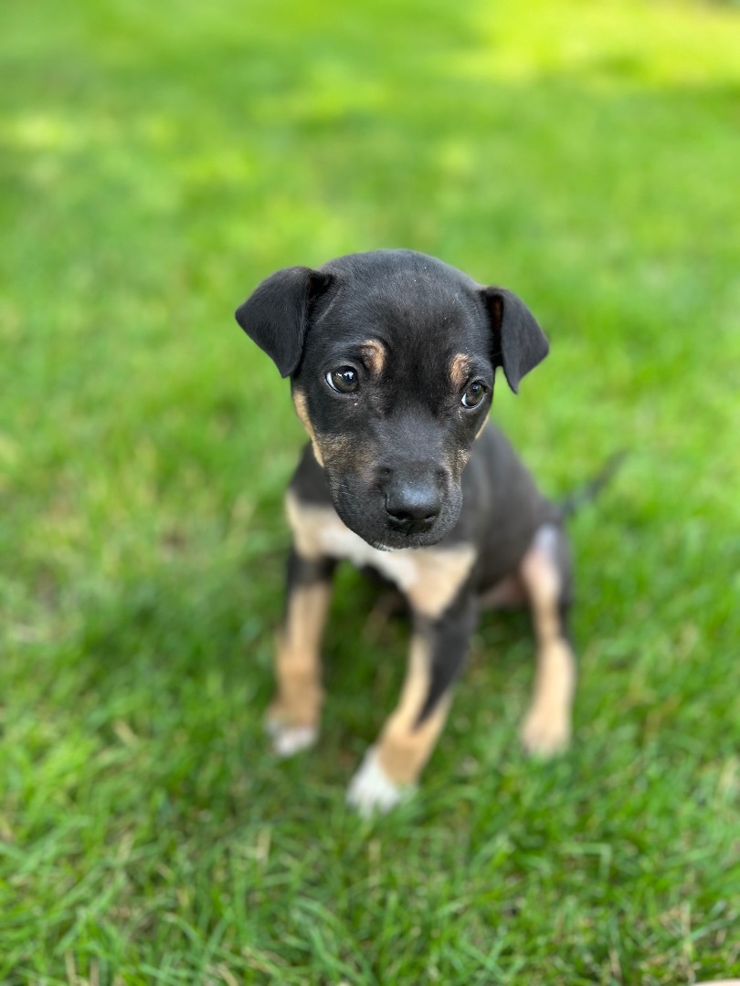 Enlarge Whiskey, a Adopted mixed breed in Hartland, MI image 5/14