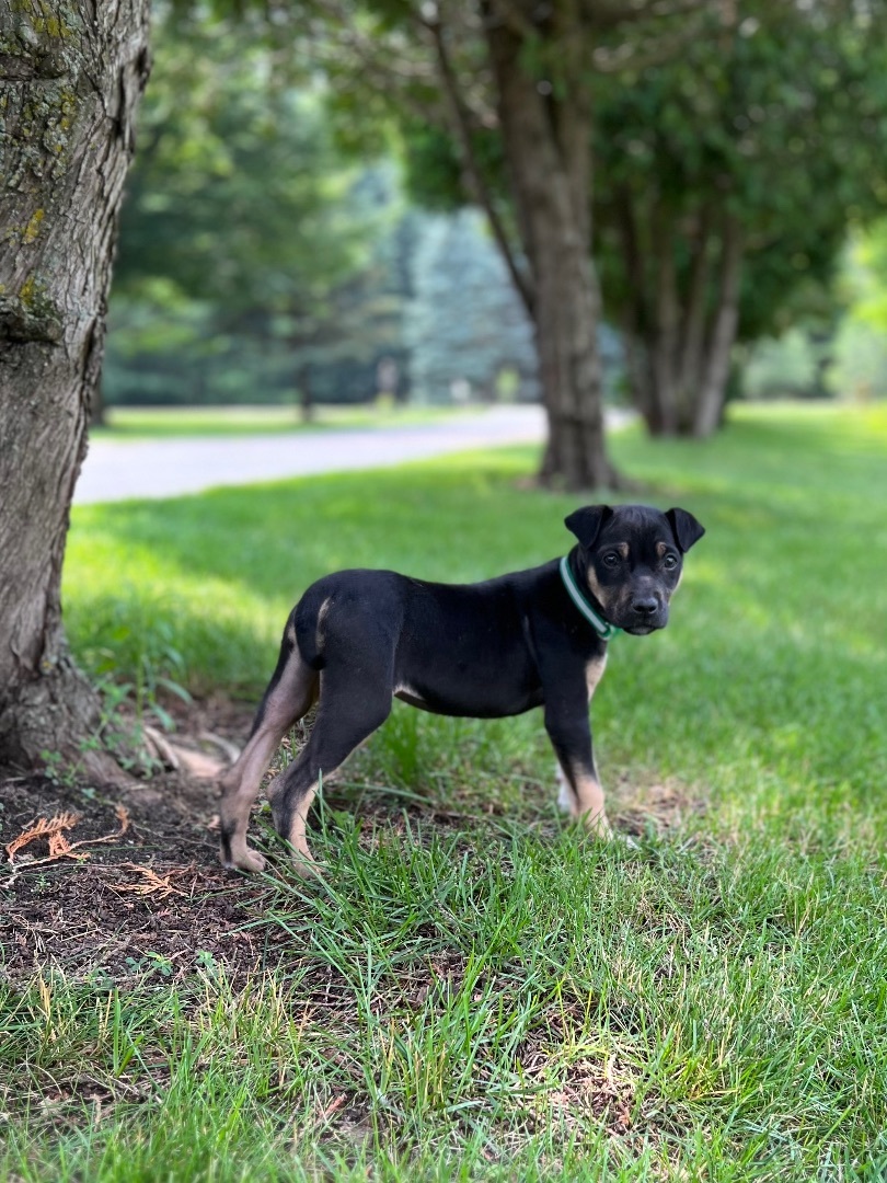 Enlarge Whiskey, a Adopted mixed breed in Hartland, MI image 6/14