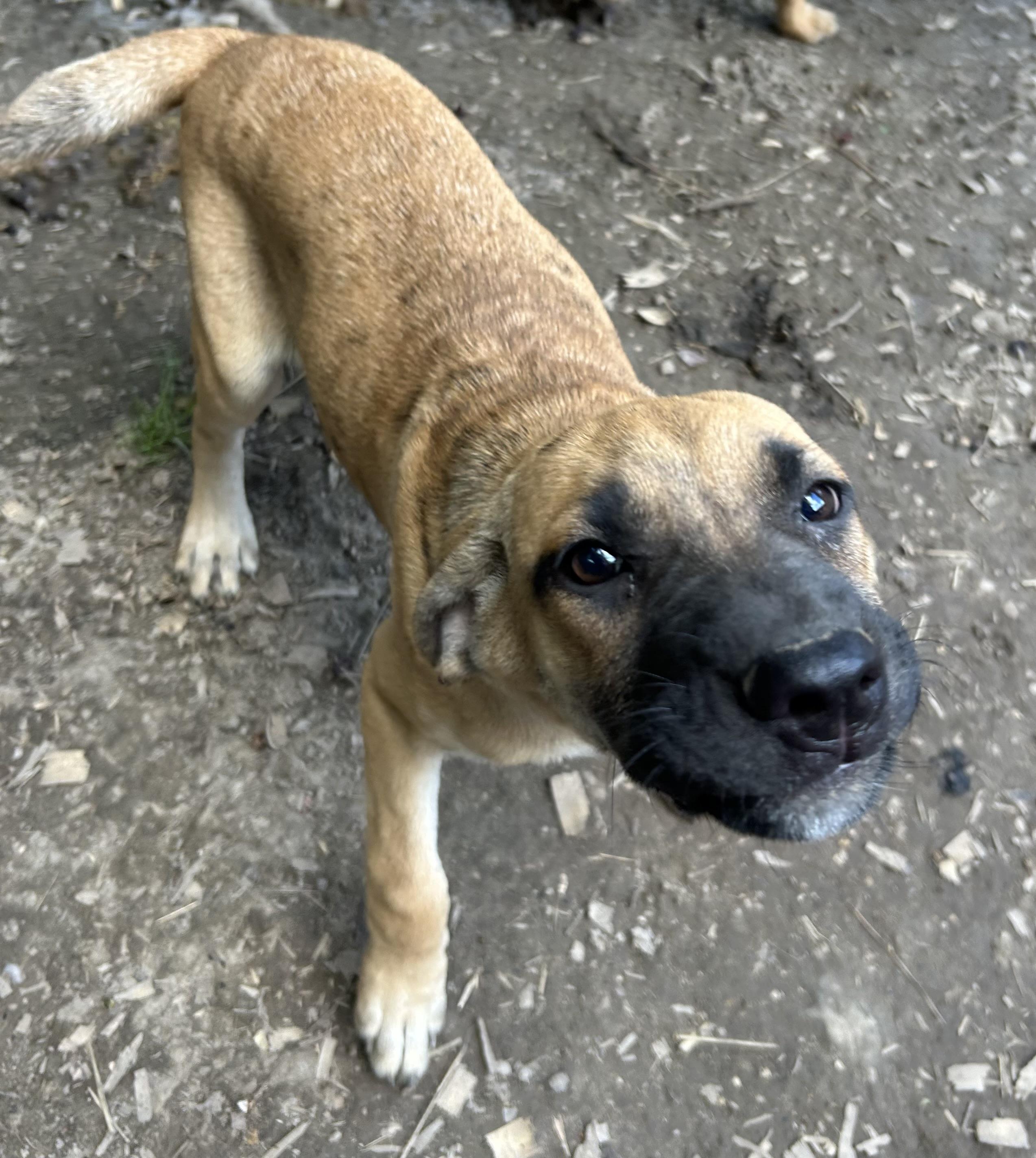 Enlarge Willow, a Adoptable mixed breed in Pine Bluff, AR image 3/4