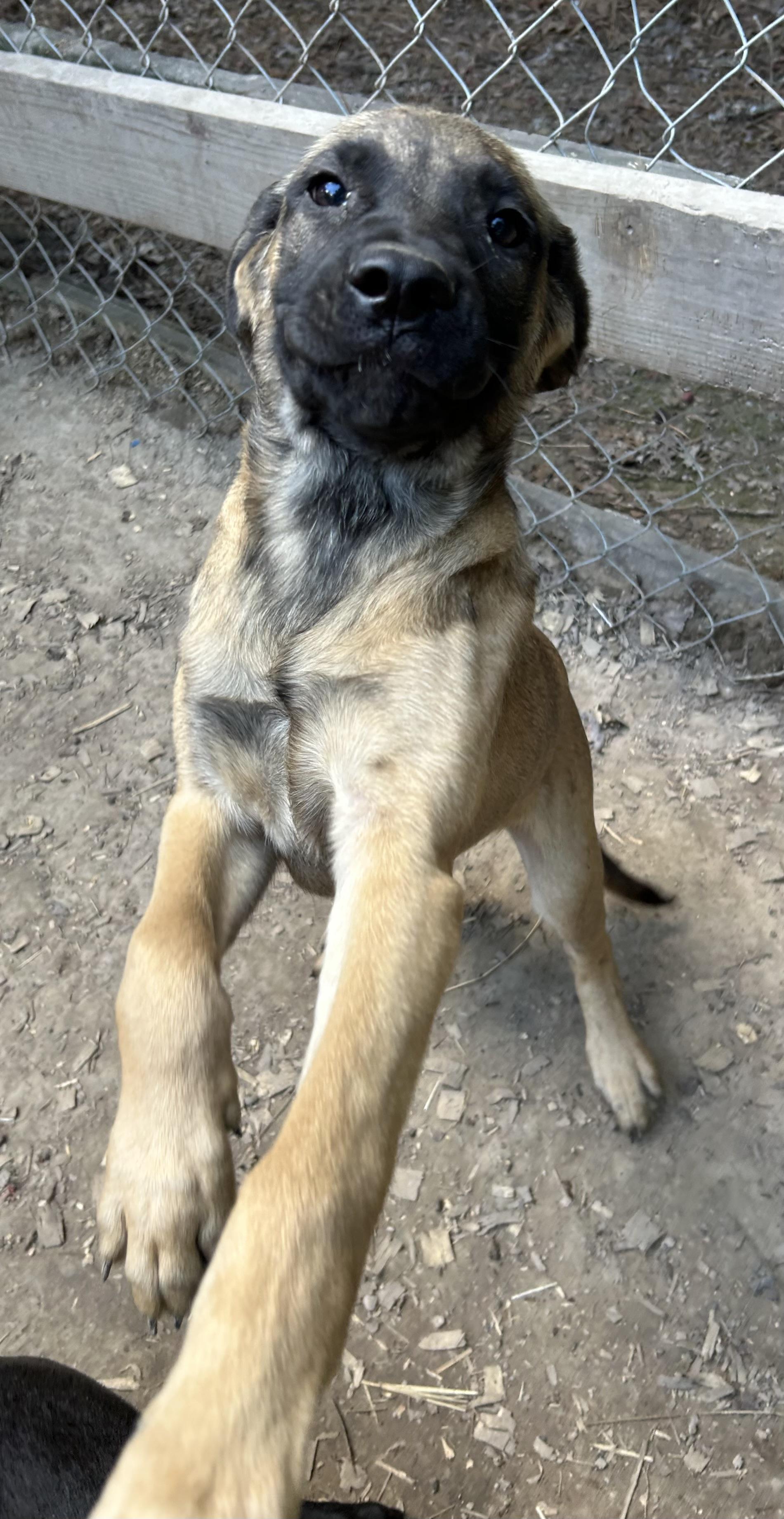 Enlarge Willow, a Adoptable mixed breed in Pine Bluff, AR image 4/4