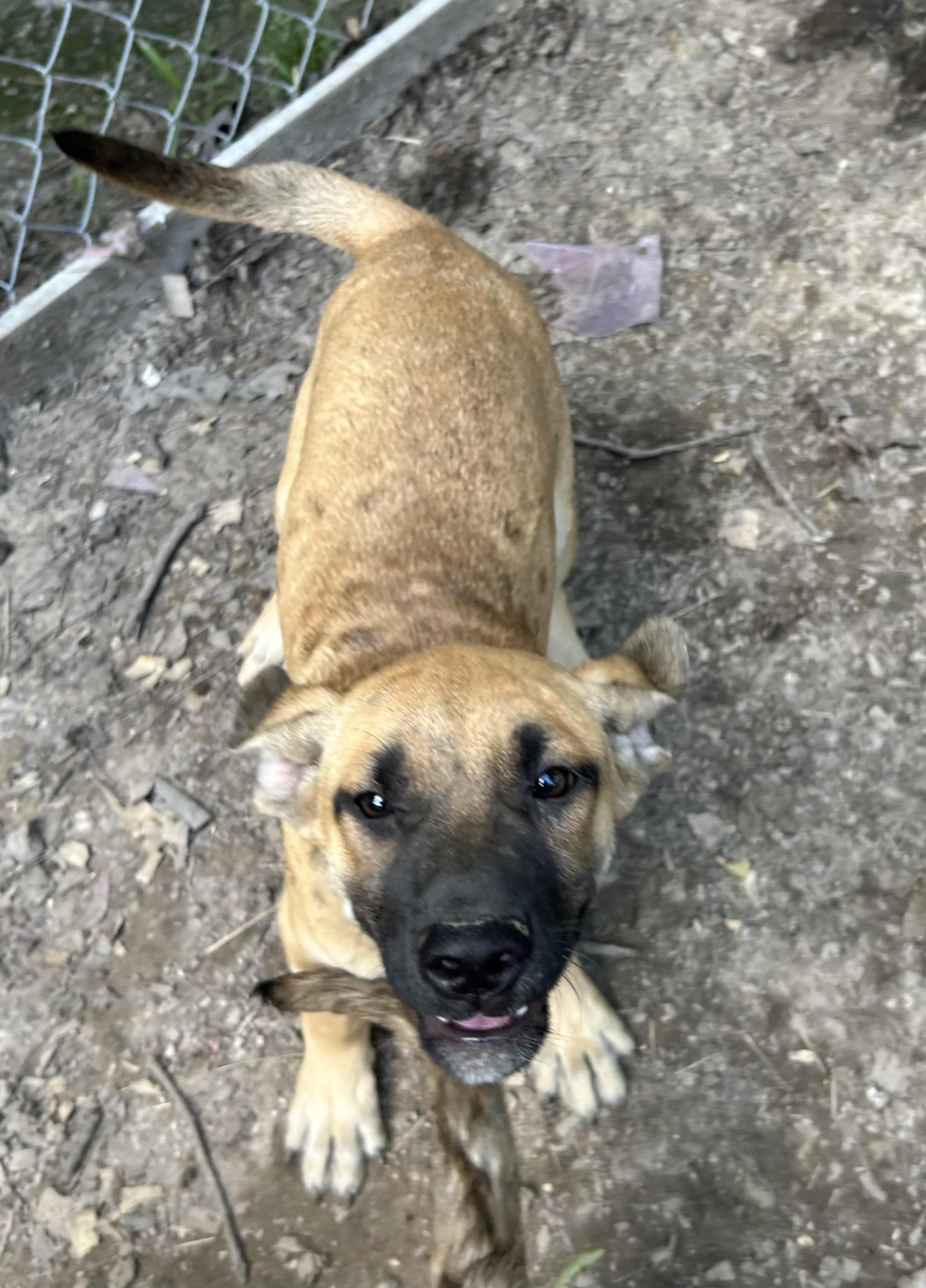 Willow, Adoptable, Young Female German Shepherd Dog.