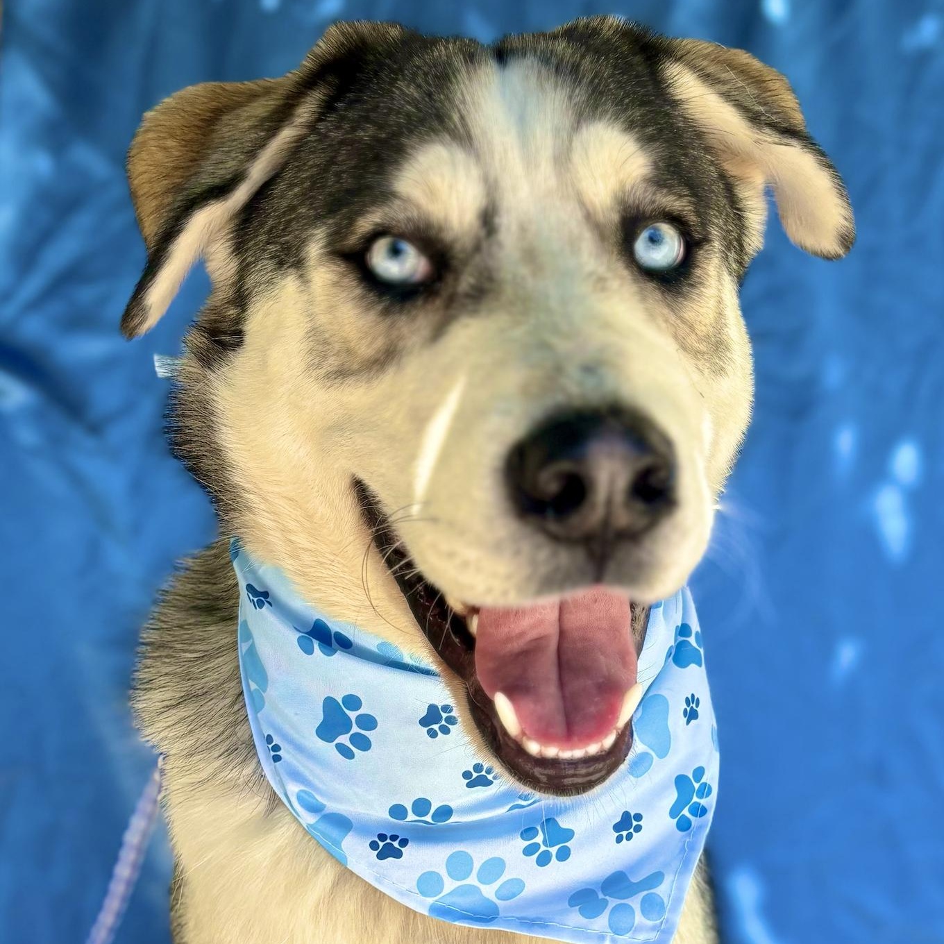 Dog for adoption COSMO, a Siberian Husky & Labrador Retriever Mix in
