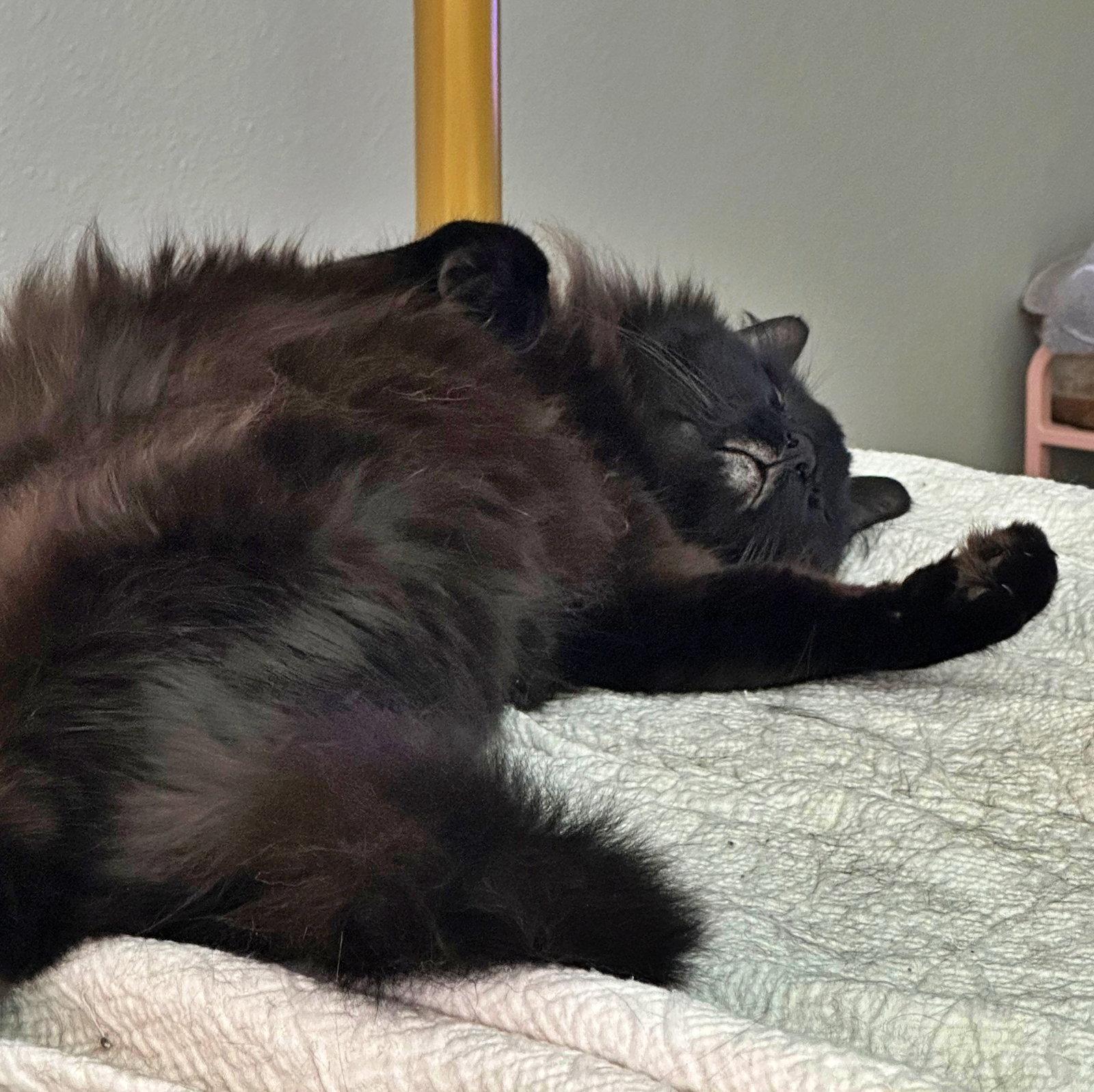 PAPA #1989 - Offered by Owner - Long Haired Senior, Adoptable, Senior Male Norwegian Forest Cat.