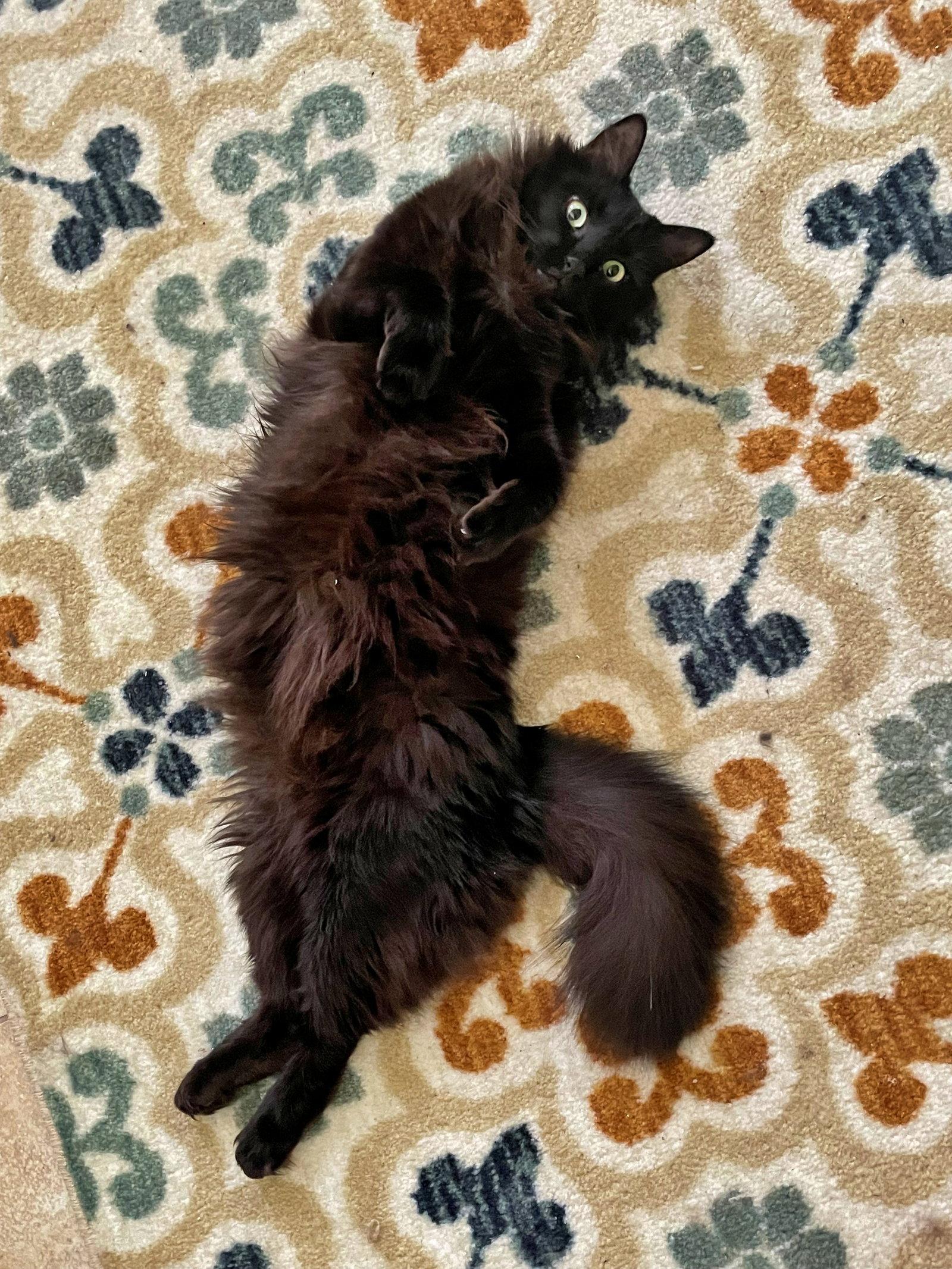 Enlarge PAPA #1989 - Offered by Owner - Long Haired Senior, a Adoptable Norwegian Forest Cat in Hillsboro, OR image 2/3