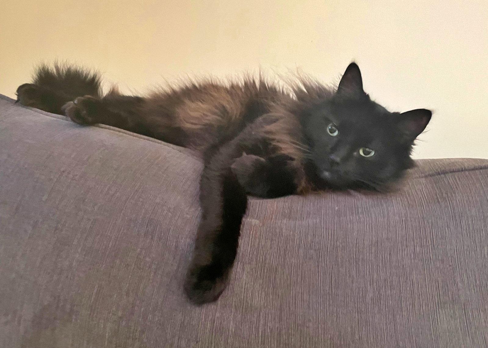 Enlarge PAPA #1989 - Offered by Owner - Long Haired Senior, a Adoptable Norwegian Forest Cat in Hillsboro, OR image 3/3