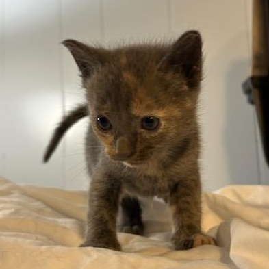 Enlarge Denver (Ready for pre-adoption), a Adoptable Dilute Calico in Port Wentworth, GA image 1/1