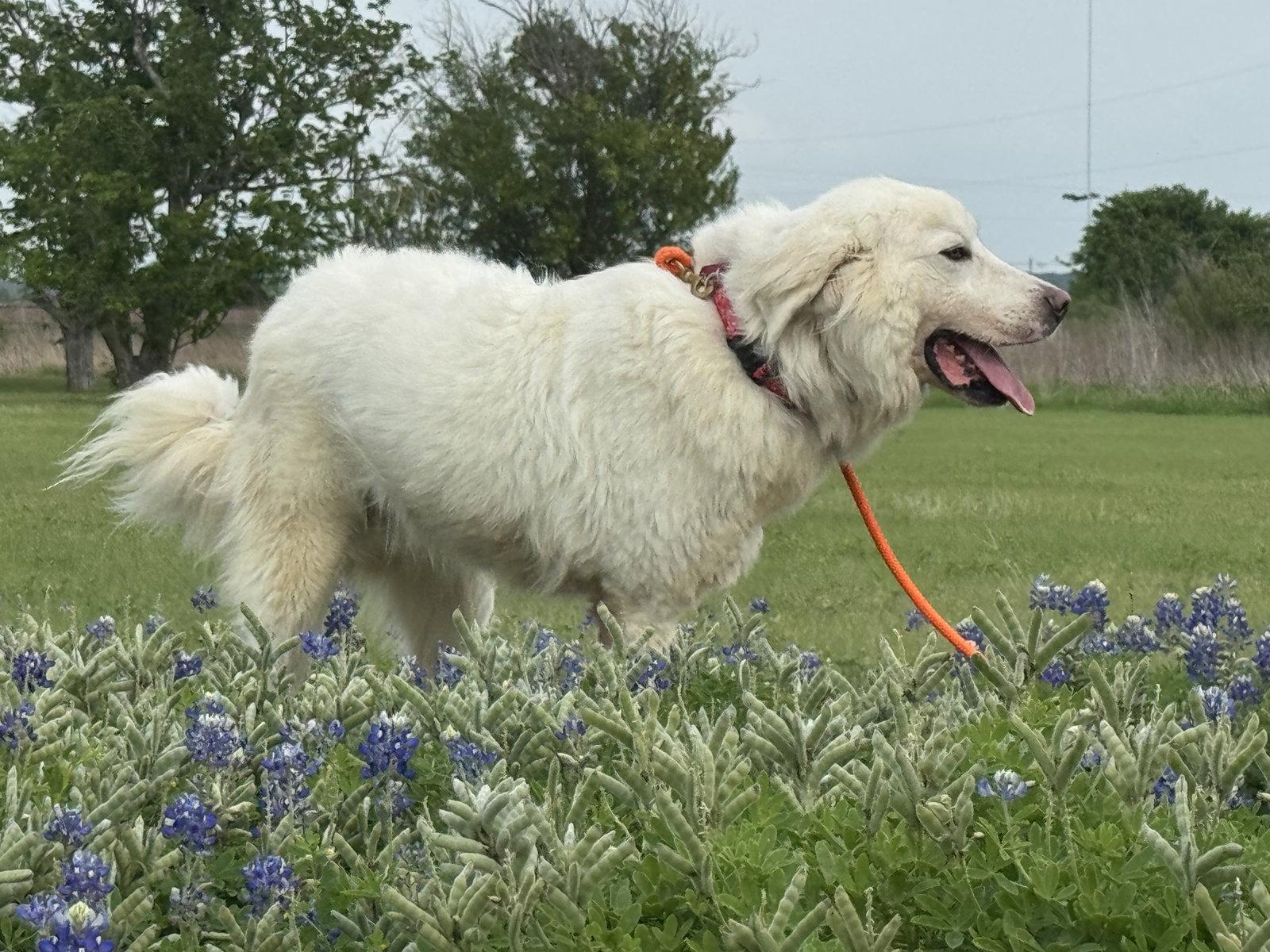 Enlarge River, a Adoptable Great Pyrenees in Bellevue, WA image 2/3