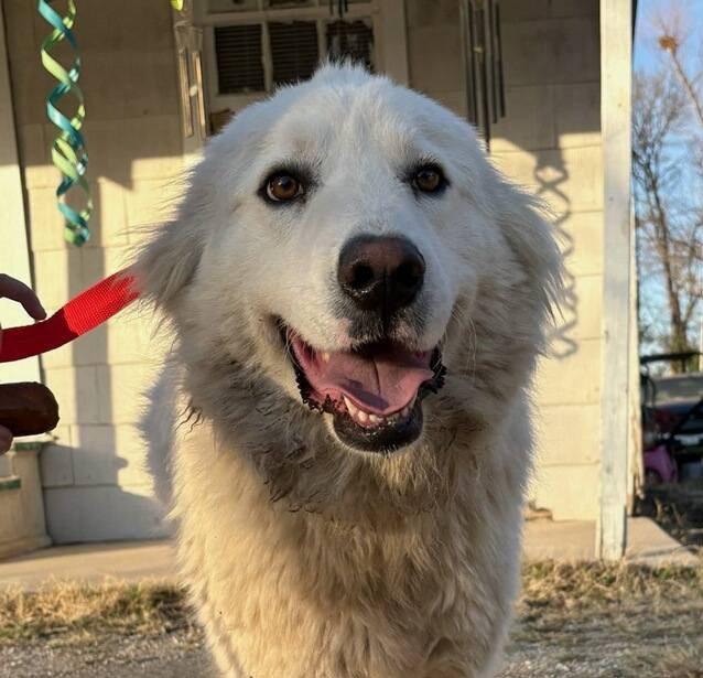 Enlarge River, a Adoptable Great Pyrenees in Bellevue, WA image 1/3